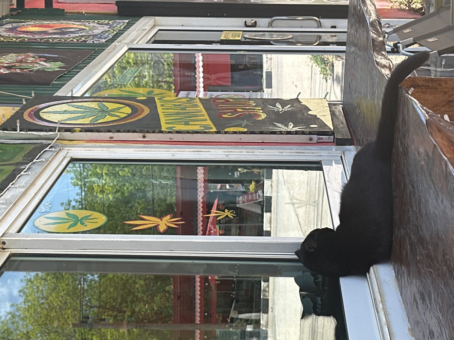 A black cat lies prone on a reddish-brown textured counter, facing left, with its head resting against a large glass storefront window. The cat's body is elongated, with its tail extending towards the right. The window features multiple yellow and orange cannabis leaf decals. To the right of the window, a dark vertical sign prominently displays "CANNABIS SHOP" in yellow and white lettering, with additional cannabis leaf illustrations. Small string lights are strung above the window frame.
Through and reflected in the window, a bright outdoor scene of a street in Phra Ae, Thailand, is visible. Green trees and clear blue sky are reflected prominently. Across the street, structures with red awnings or roofs are discernible, alongside a paved road with black and white striped curbs and an A-frame sign. The scene is illuminated by strong natural light. No other individuals are present.