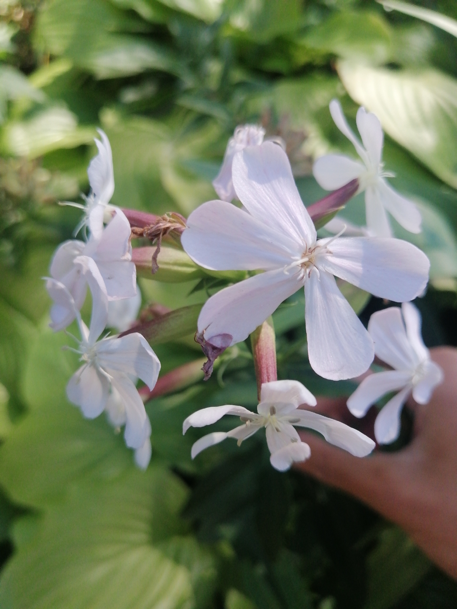 A cluster of delicate white flowers with slender petals is in full bloom against a backdrop of blurred green foliage. The flowers are arranged on reddish stems, with some petals appearing slightly translucent in the sunlight. The scene appears to be a garden or natural setting. There is a portion of a human hand visible in the lower right quadrant of the image, suggesting a person is present and possibly interacting with the flowers. The image is a close-up shot, focusing on the intricate details of the flowers. No specific location in Kremenchuk, Ukraine can be determined from the visual information provided.