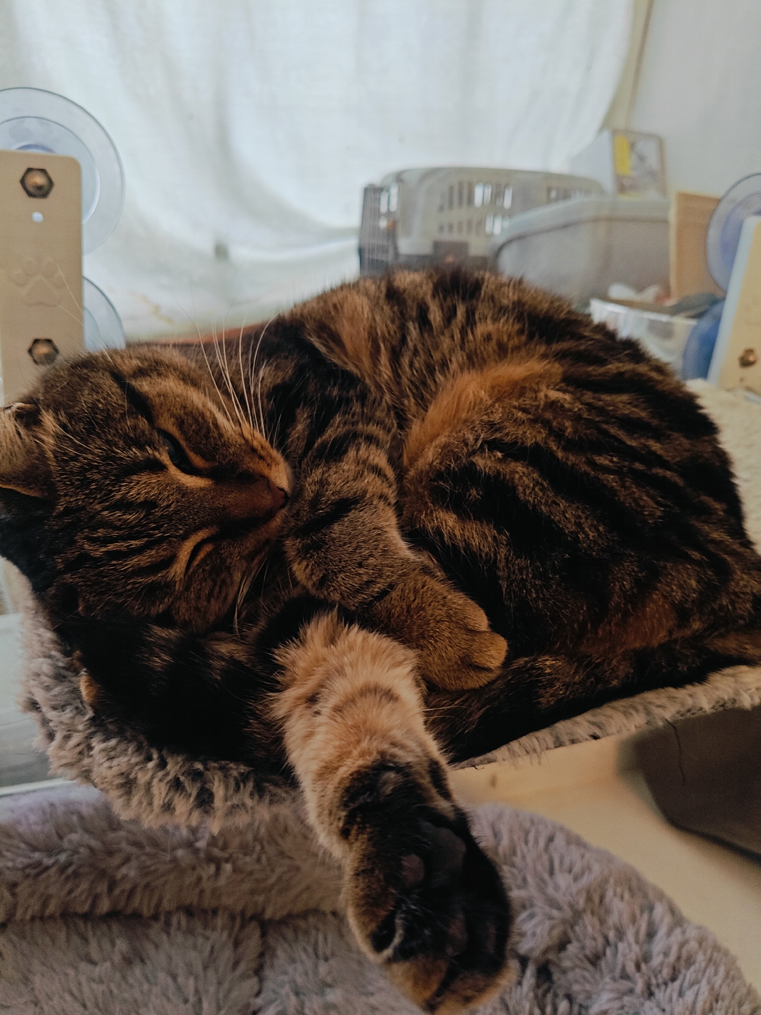 A close-up, eye-level shot captures a tabby cat curled up asleep on a plush pet bed. The cat is a mix of brown and black stripes with lighter tan markings on its paws and face. Its eyes are closed, and its head is tucked into its body, with one paw resting on its chest. The cat is positioned on a fuzzy, gray-toned pet bed, which is itself resting on a lighter-colored surface.
In the background, out of focus, are various objects. To the left, a clear suction cup is visible against a light-colored curtain, likely indicating the cat is near a window. Further back, there's a glimpse of a white plastic laundry basket and a small framed picture on a shelf. The overall lighting suggests it is daytime. The scene conveys a sense of peace and coziness, with the cat comfortably resting. No visible text is present in the image.