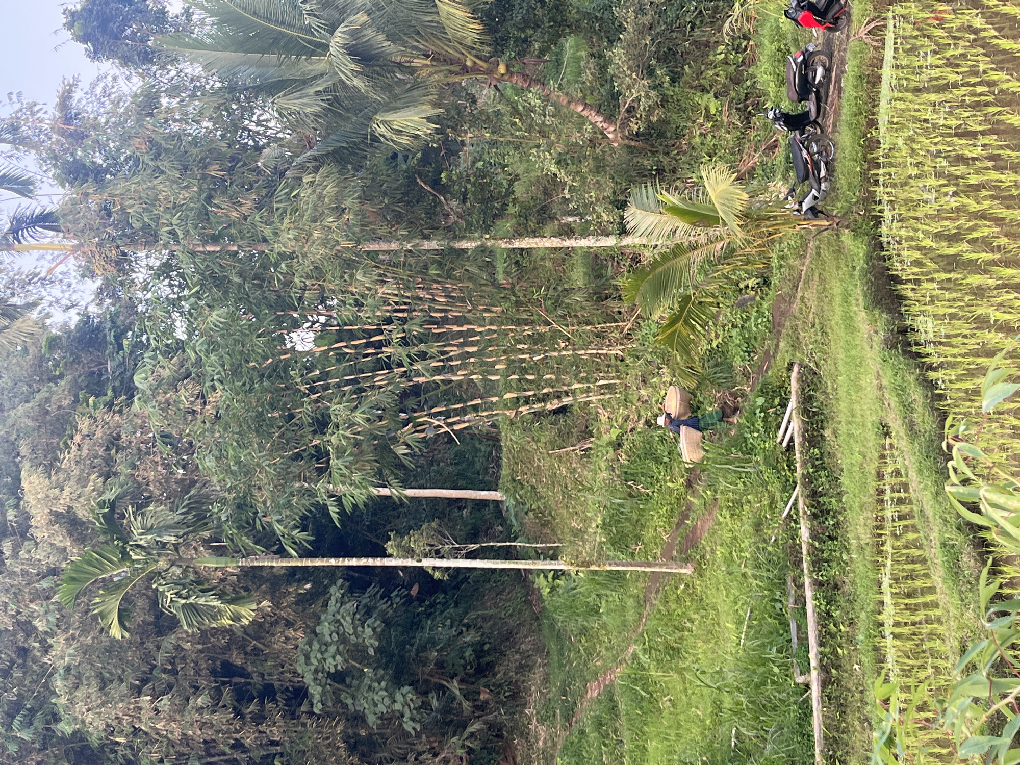 This image depicts a rural scene in Tetebatu, Indonesia, characterized by lush greenery and agricultural terraces. In the mid-ground, a person wearing a hat and a green sarong walks along a dirt path, carrying two woven baskets. The path winds through a verdant landscape with tall trees, including bamboo and palm trees. In the foreground, young rice plants are visible in flooded terraces, suggesting ongoing cultivation. To the right, three motorcycles are parked on the side of the path, indicating the presence of transportation. The background is dominated by a dense forest, adding to the natural and remote feel of the location.