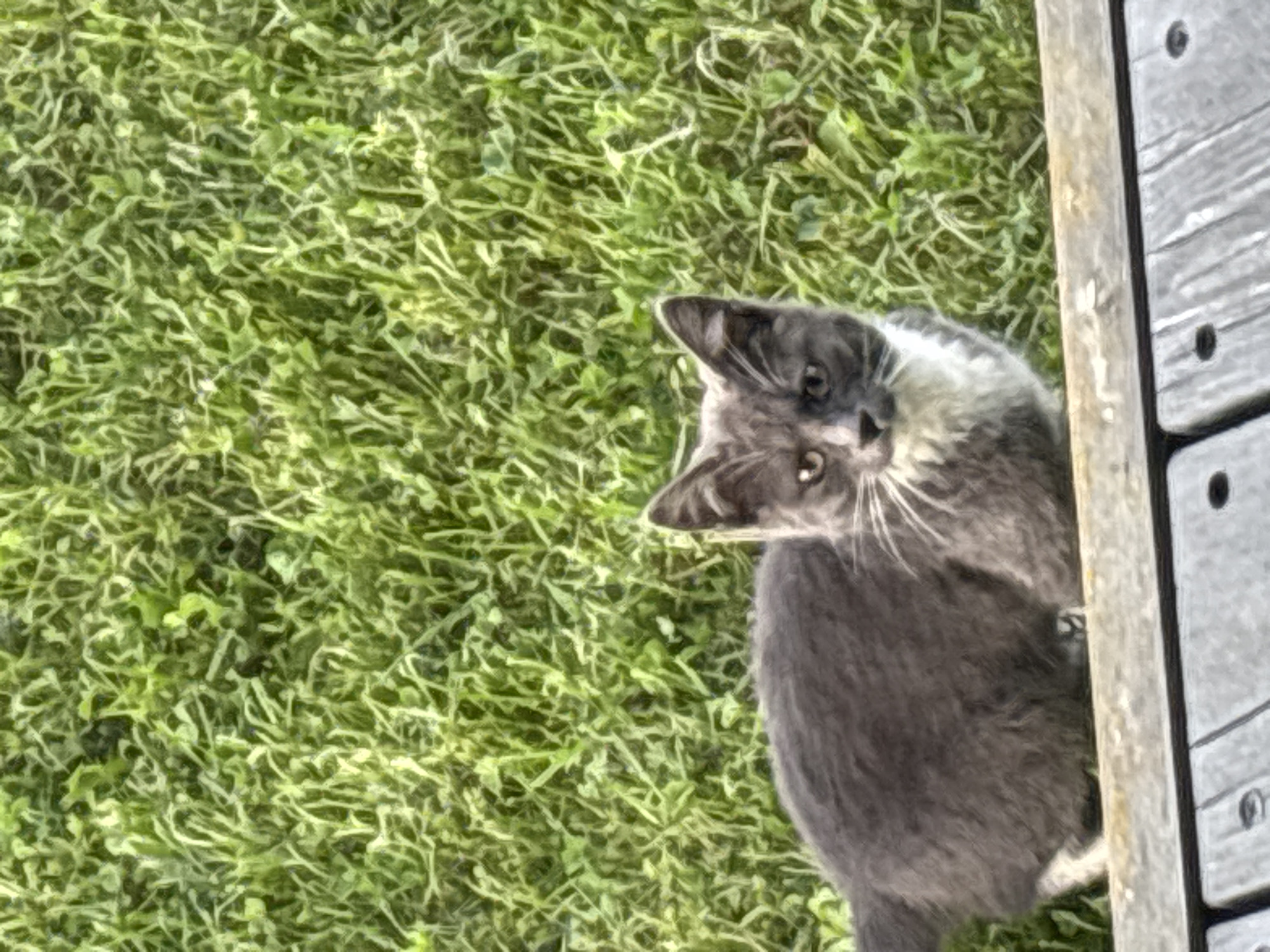 A grey and white domestic cat is pictured from the chest up, looking directly at the camera. The cat is positioned on the left side of the frame, with its body extending out of the frame to the left. The cat has grey fur with a white chest and muzzle, and its eyes are open and alert. The background consists of green grass, with some darker patches that could be soil or shadows. In the foreground, there is a wooden surface, possibly a bench or deck railing, with a visible grain pattern. The image is taken outdoors, and the lighting suggests it is daytime. There is no information about the location in the city of Zvenigorod, Russia.