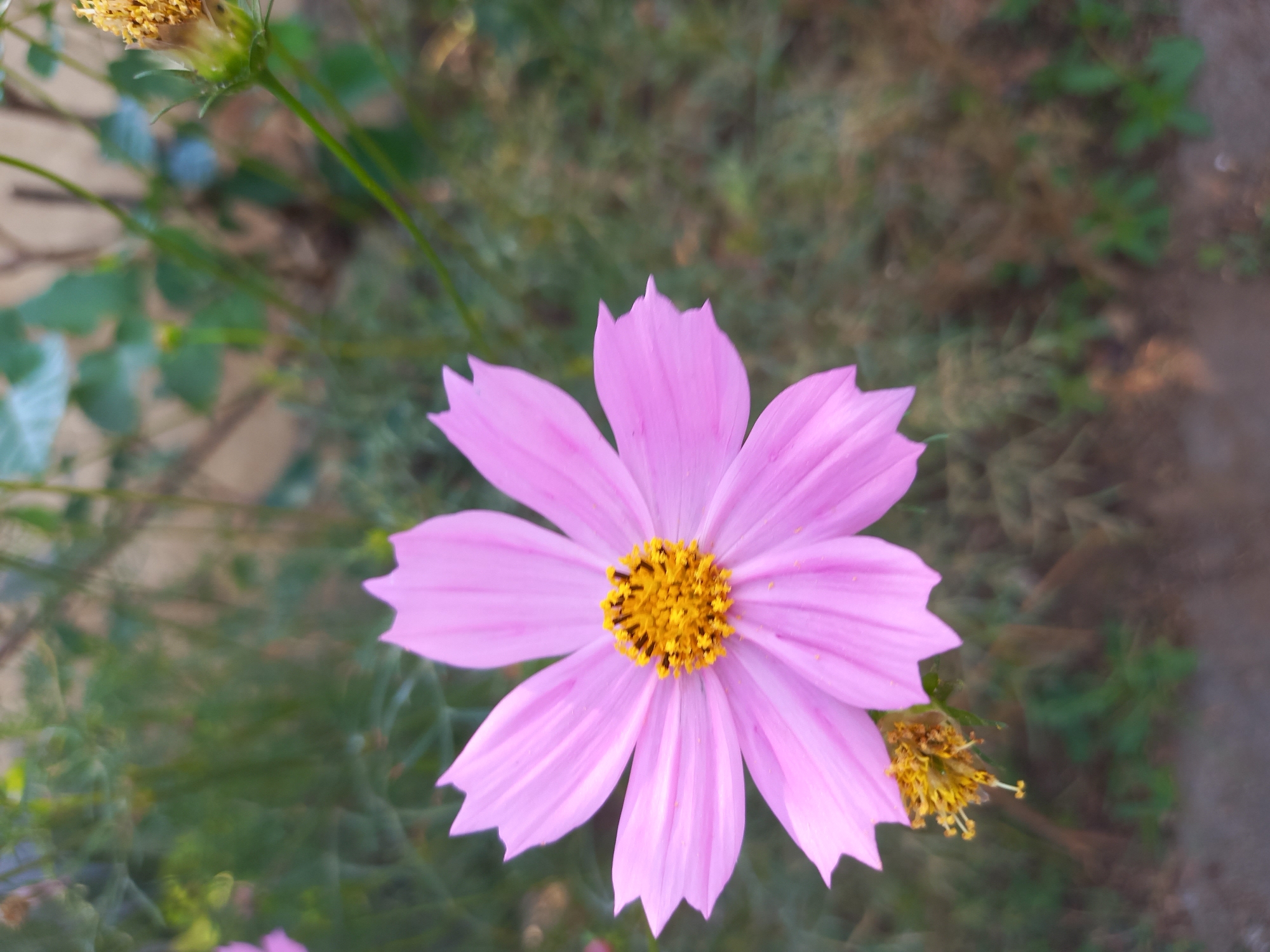 A single, vibrant pink cosmos flower is the central subject of this close-up, outdoor photograph. The flower is in full bloom, displaying eight distinct petals that are slightly serrated at the tips. The center of the flower features a cluster of bright yellow stamens. To the lower left of the main flower, a wilting or developing flower bud is visible, also with yellow stamens.
The background is softly blurred, suggesting a shallow depth of field. It consists of green foliage and some darker, out-of-focus elements, possibly other plants or soil. The lighting appears natural, with soft light illuminating the flower, casting subtle shadows on its petals.
The image's context in Cankuang, Indonesia, is not explicitly depicted in the visual elements of the photograph. The scene presents a common natural setting, such as a garden or a wild patch of greenery, which could be found in many locations, including Cankuang. No specific landmarks or urban features that would definitively place it in Cankuang are visible. The overall impression is one of natural beauty and tranquility.