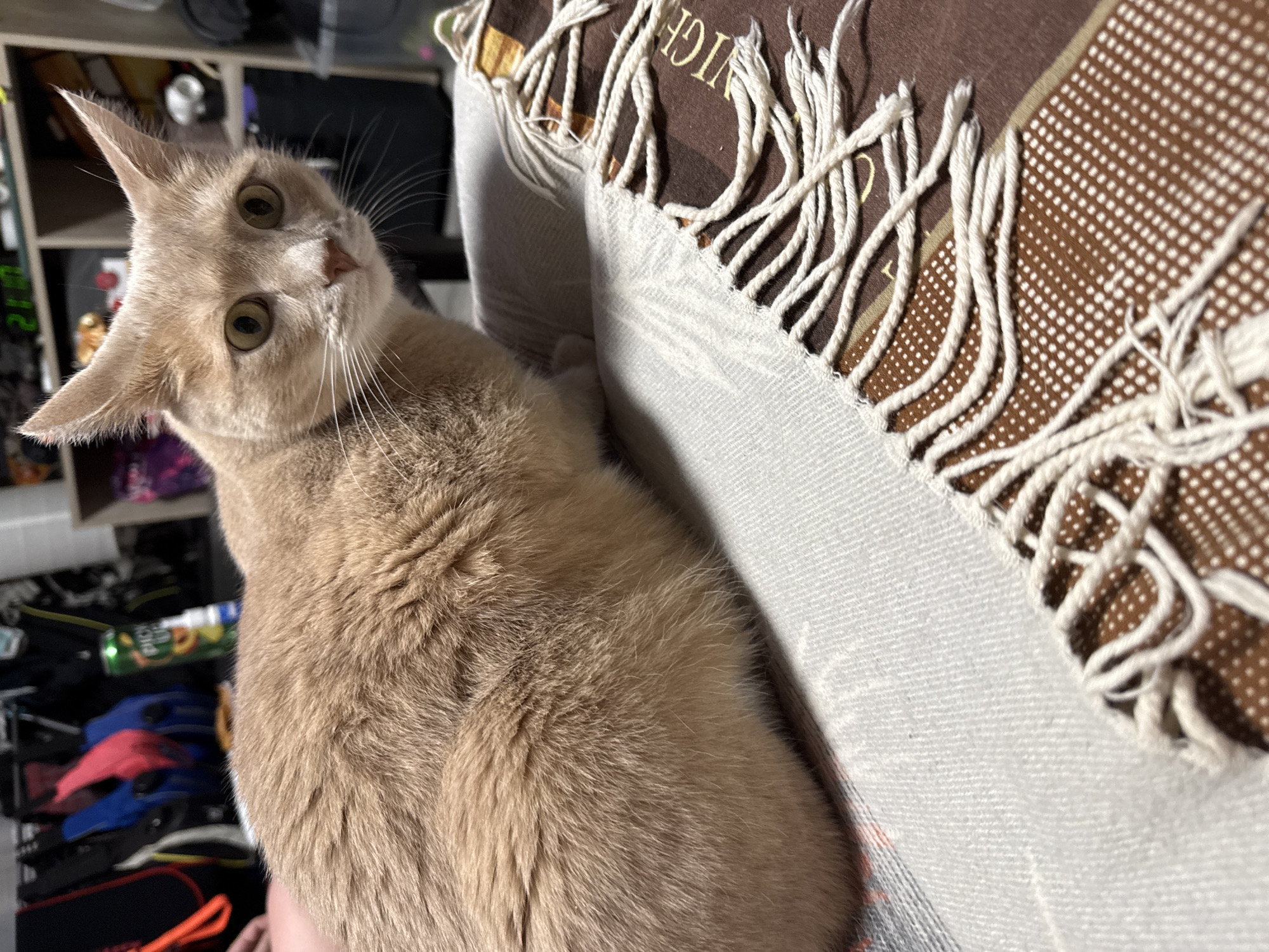 This media file features a light-colored cat with fawn or cream-colored fur, captured in an indoor setting in Chaikovsky, Russia. The cat is the central subject, looking directly into the camera with an attentive and curious expression. It has striking green eyes, a small pink nose, and long, prominent white whiskers. Its ears are perked and angled forward, indicating alertness.
The cat appears to be sitting next to or on a blanket or throw that occupies the right side of the frame. The blanket exhibits two distinct textures and patterns: one side is a light grey or off-white woven fabric, while the other is a darker brown with a pattern of small white dots. White, braided fringe tassels are visible along the edges of the blanket. On the brown portion of the blanket, parts of a word, specifically "IGH," are visible in a lighter color, suggesting a larger word such as "NIGHT" or "MIDNIGHT."
In the blurred background, shelving units are visible, holding various indistinct items, including what appears to be a green bottle or can with a yellow and white label, though specific text on it is unreadable. The lighting suggests an indoor environment. The cat's posture implies it is either sitting on furniture or being held, leaning slightly.