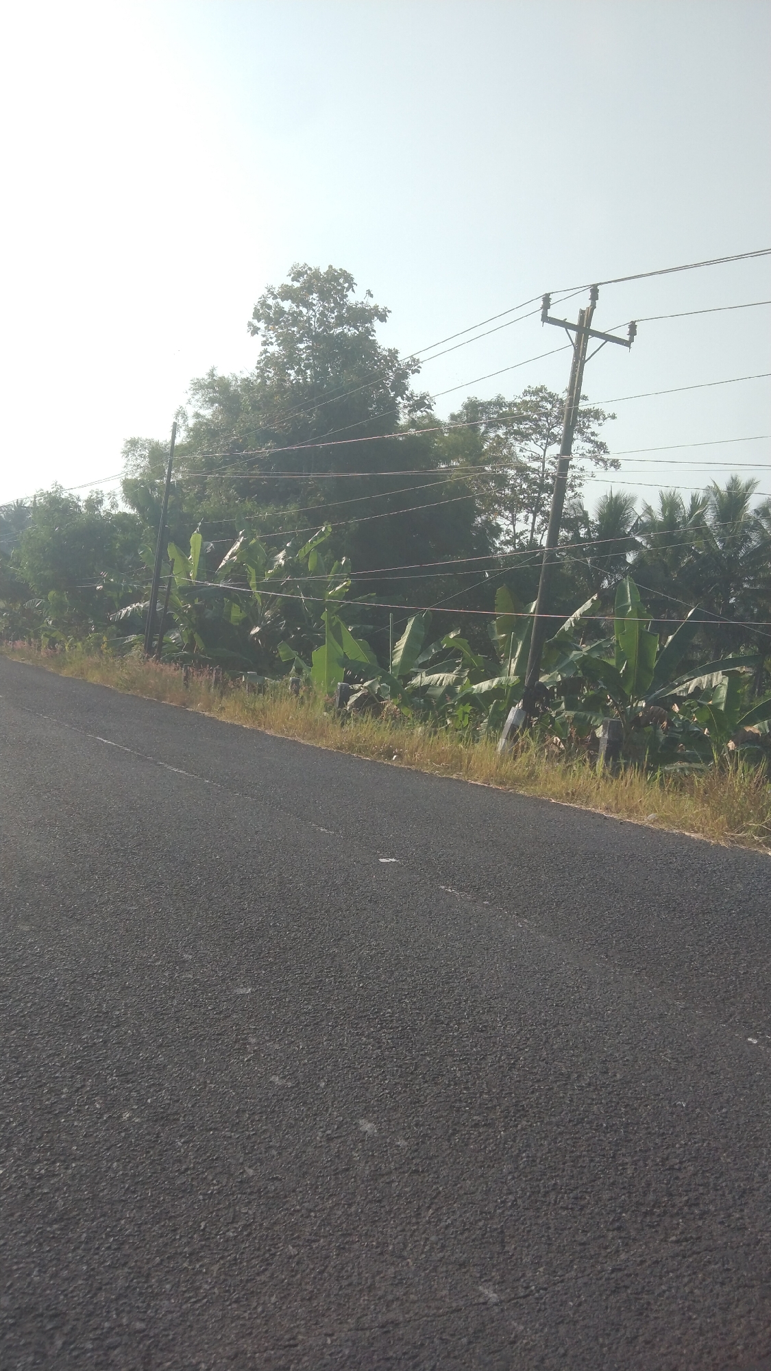 A paved road runs diagonally across the bottom left of the image, with a grassy and somewhat overgrown shoulder on the right. Beyond the shoulder, a dense line of vegetation, including banana trees with large leaves, is visible. A wooden utility pole with multiple wires stretches vertically through the scene, carrying power lines that extend across the frame. In the background, various trees and foliage form a green canopy, with a bright, hazy sky overhead. The location is identified as Argomulyo, Indonesia.