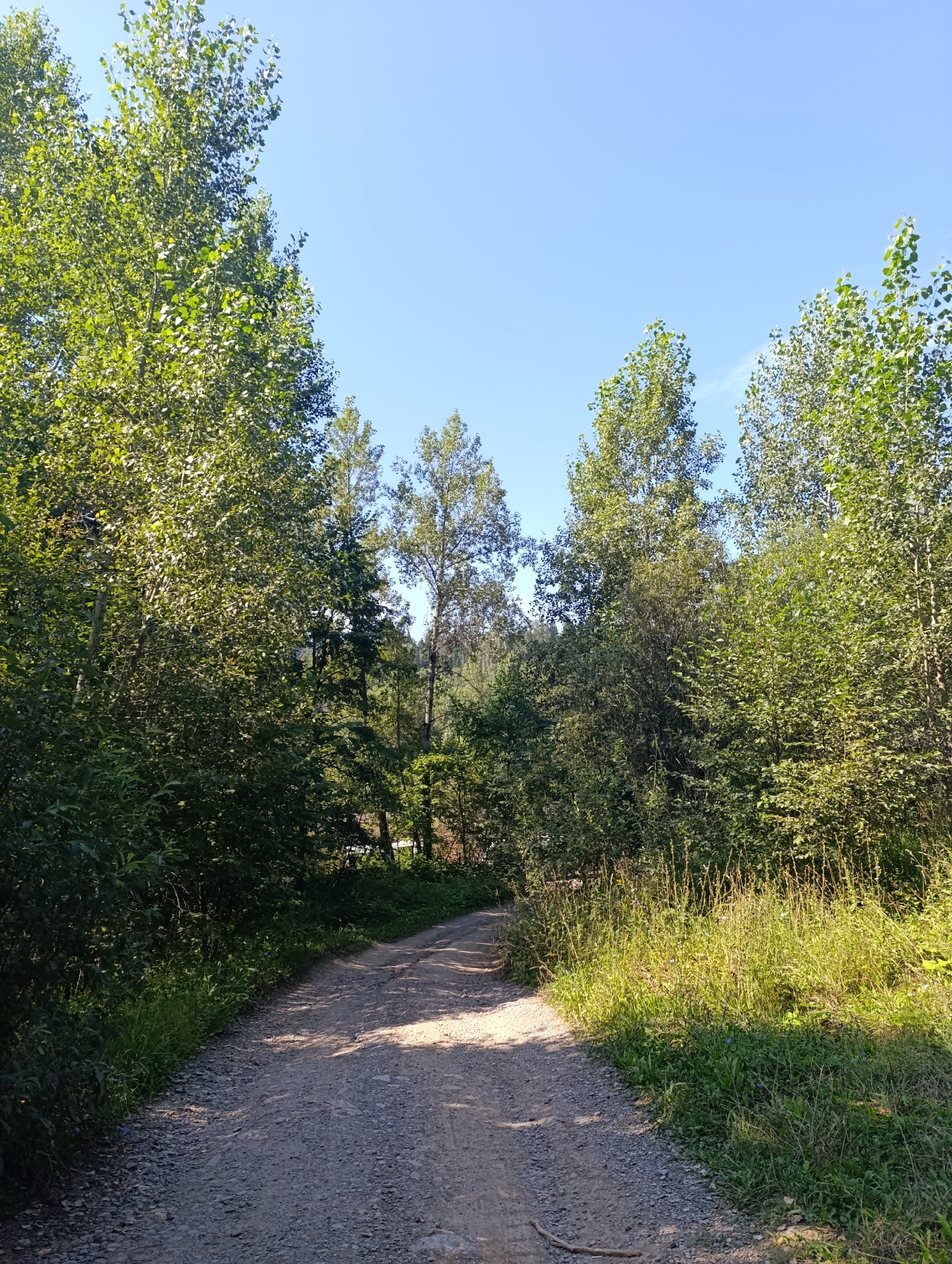 An upward-angle, eye-level shot shows a winding, unpaved dirt road with a gravel surface. The road curves to the left, disappearing into a dense forest of tall, leafy trees. The trees on the left are thick and lush, while those on the right are more spaced out, allowing sunlight to dapple the road. A bright blue sky with a few wispy white clouds is visible above the trees. The environment appears to be a natural setting, possibly a park or a rural area. There are no people or animals visible in the image. The lighting suggests it is daytime, likely late morning or early afternoon, due to the angle of the sun creating shadows.
