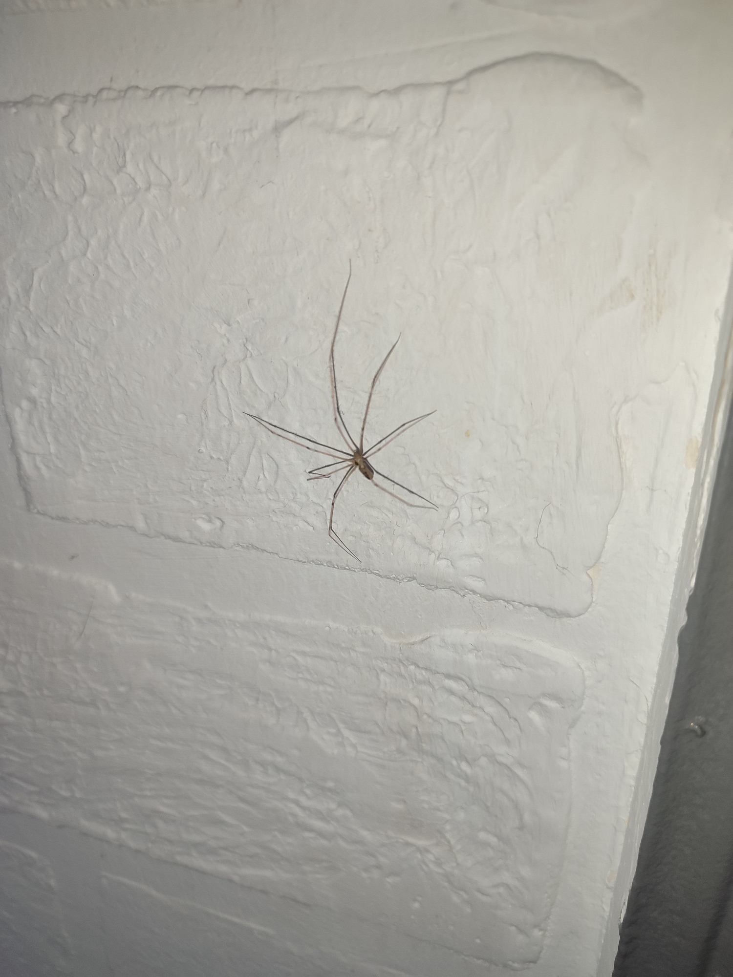A spider with long, thin legs is perched on a textured white wall. The spider is centrally located in the frame, with its legs splayed out. The wall has an uneven, bumpy surface, possibly due to a rough plaster finish or a previous paint job. The lighting in the image appears to be artificial, casting soft shadows on the wall's texture. There is no indication of the location being in the city of Novosamarka, Ukraine, or any other specific geographical location.