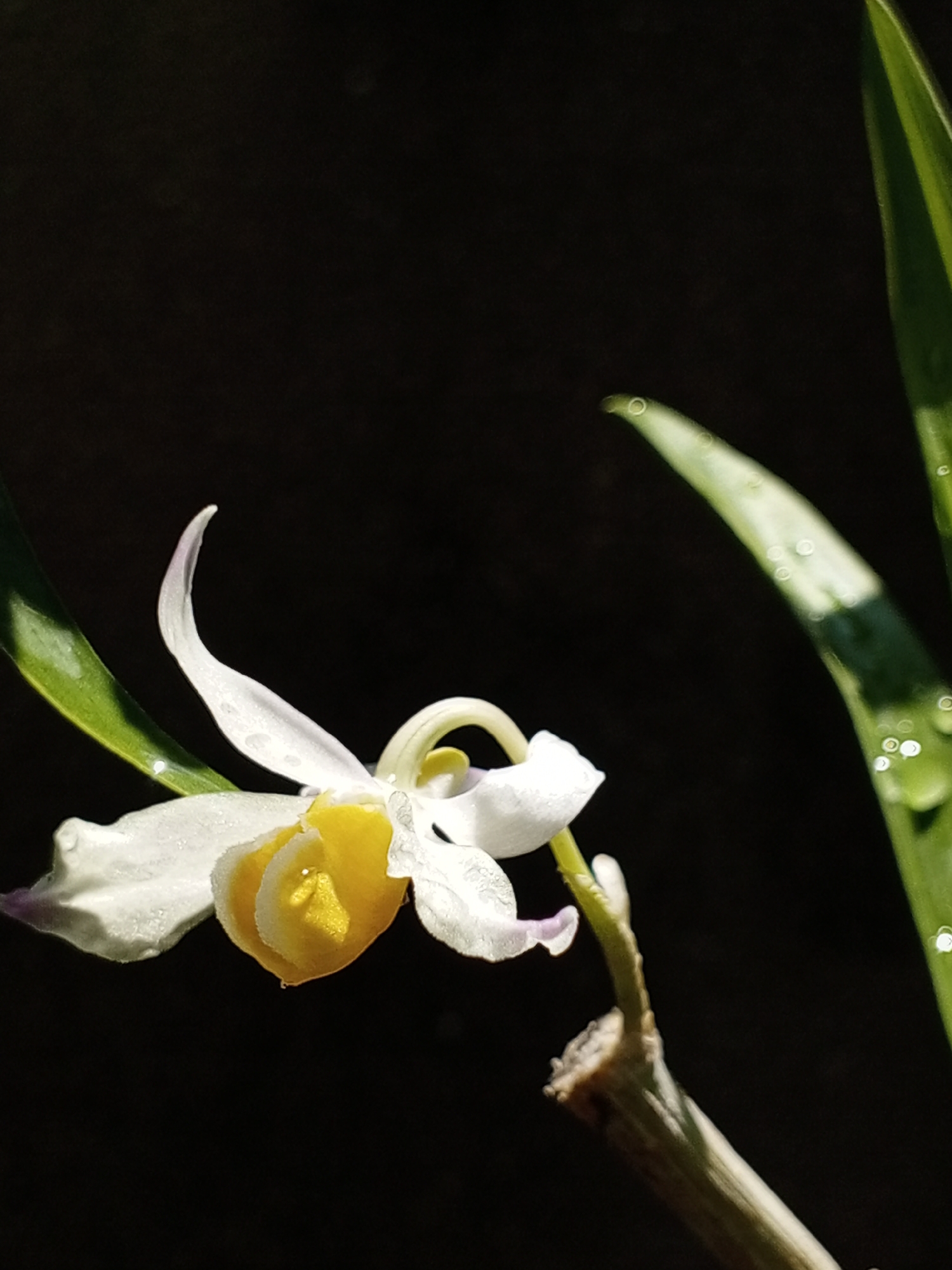 A close-up shot focuses on a delicate white and yellow flower, possibly an orchid, with slender white petals and a bright yellow center. Dewdrops glisten on the flower's surface and on the elongated green leaves visible in the background. The flower is set against a dark, blurred backdrop. There is no evidence of a specific location within Bangkok, Thailand, nor any identifiable people, actions, or interactions in the image. The focus is purely on the botanical subject.
