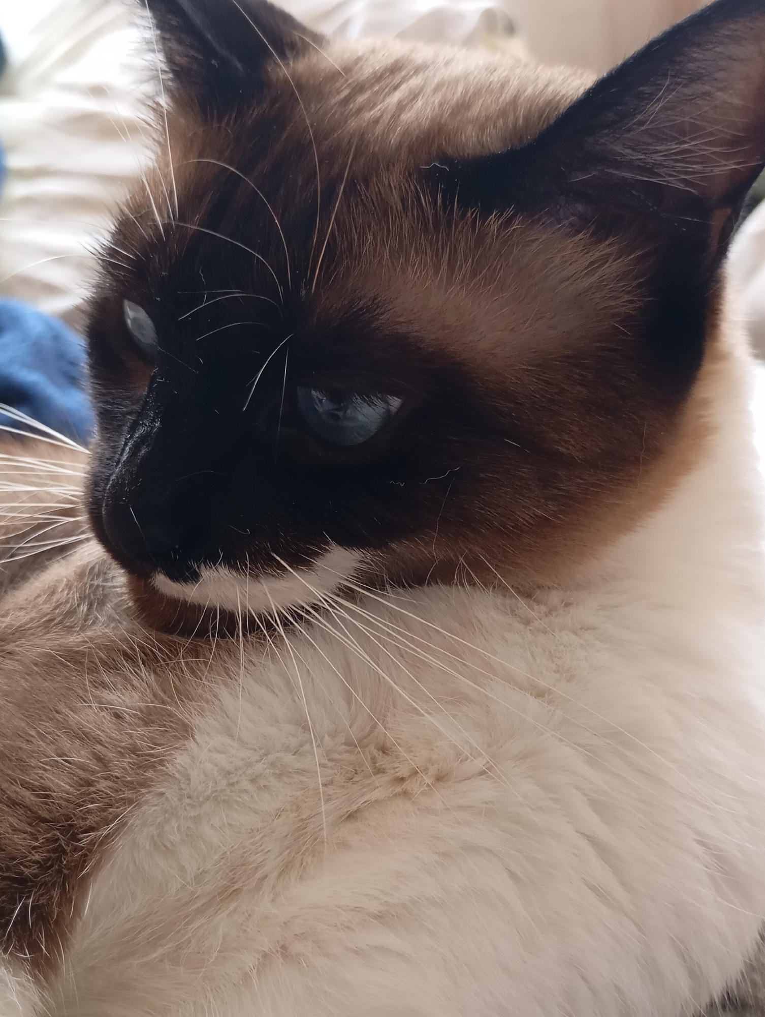 The image shows a close-up of a Siamese cat's face, with its blue eyes open and looking to the left. The cat has dark brown fur on its face, ears, and paws, with lighter tan fur on its body. Its whiskers are long and white. The background is blurry and appears to be a soft surface, possibly a bed or sofa. There are no discernible elements in the image that would suggest a specific location within the city of Batumi, Georgia. The scene is a still shot, with no apparent action or interaction taking place.