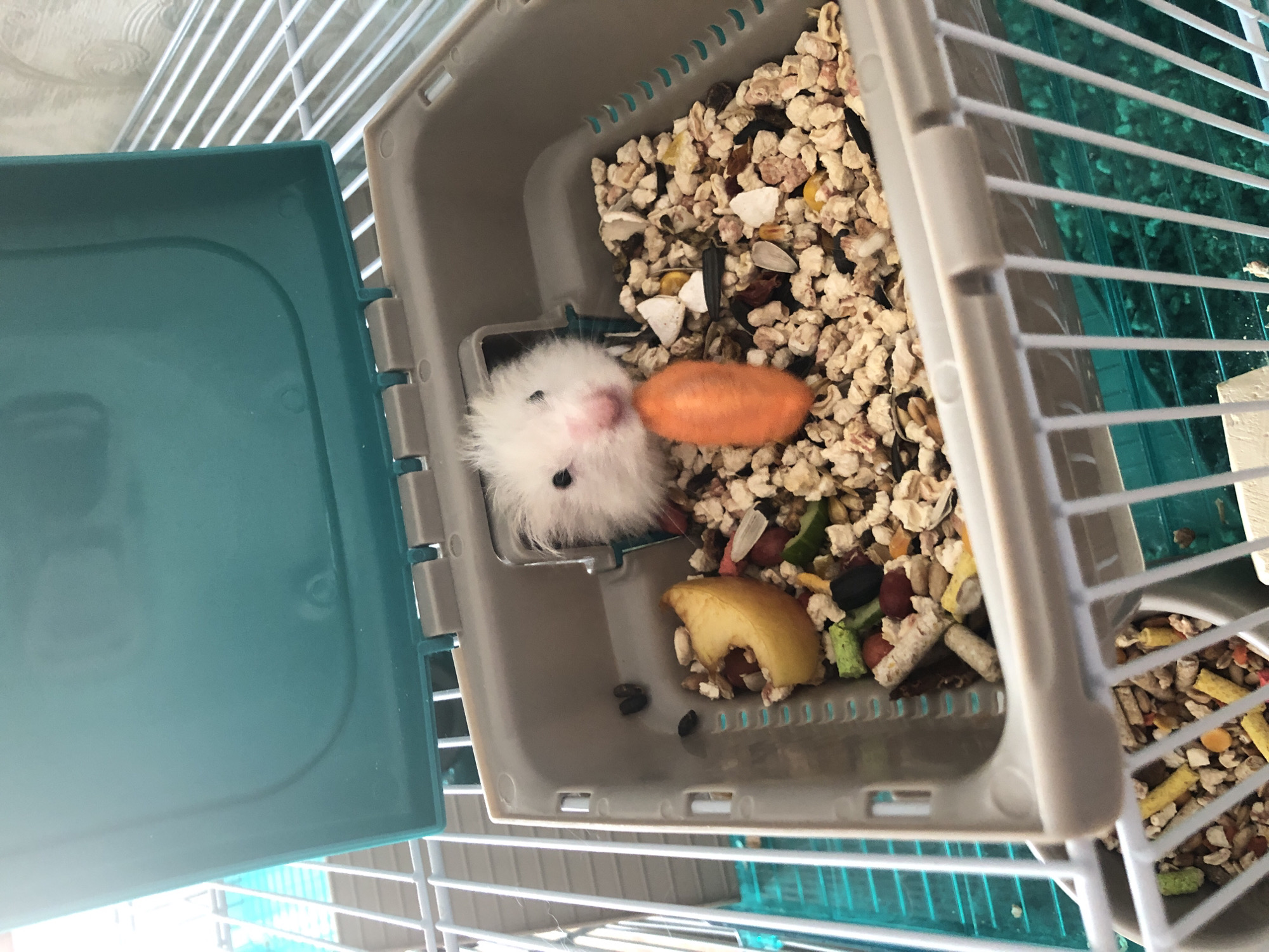 An overhead medium shot captures a white hamster inside a tan and turquoise pet carrier. The hamster, with fluffy fur and dark eyes, is positioned near the front of the carrier, facing left and slightly upwards. It appears to be nibbling on a small orange carrot that rests horizontally in front of its face. The carrier is filled with a mixture of hamster feed, including small pellets, seeds, and dried fruits. To the left of the hamster, a piece of dried apple sits near the edge of the carrier. The carrier itself is situated within a white wire cage, with the turquoise lid of the carrier open and tilted upwards. The background shows the white bars of the cage and a blurry turquoise surface beneath. There is no indication of the city of Solikamsk, Russia in the image.