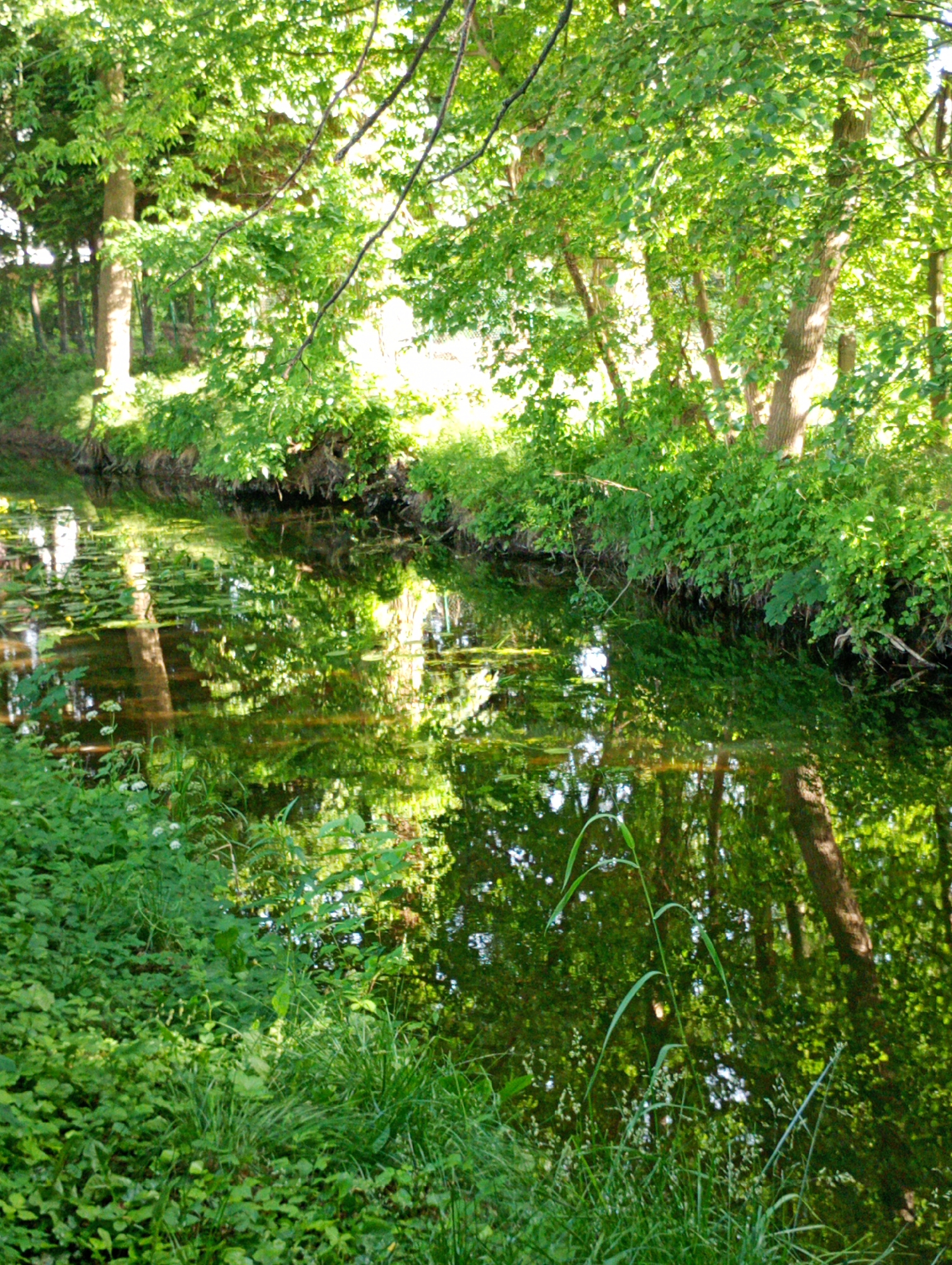 This is an eye-level, vertical, medium shot of a canal bordered by lush green foliage and trees. The water reflects the dense greenery and tree trunks, creating a mirror-like effect. The canal is partially covered with lily pads. The vegetation on the banks is thick and appears overgrown. Sunlight filters through the leaves, creating dappled light and shadows on the water and foliage. The scene appears to be in a natural or park-like setting, likely within the city of Międzyrzecz, Poland, given the context. There are no people or animals visible in the image. The atmosphere is serene and tranquil.