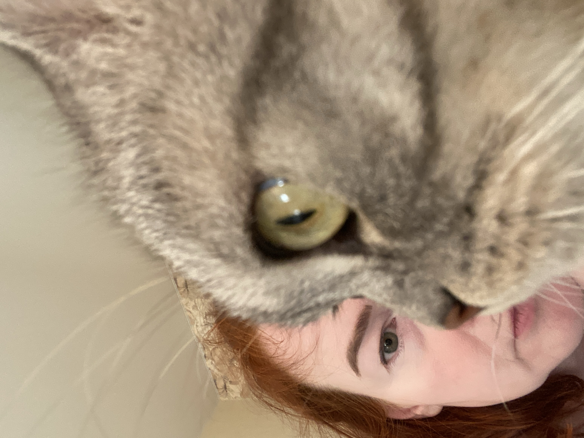 A close-up, low-angle, head-and-shoulders selfie shows a person with auburn hair and a cat. The person is on the left side of the frame, looking towards the camera with their left eye visible. Their right eye is obscured by the cat. The cat, on the right side of the frame, is a tabby with grey fur and striking yellow eyes. The cat's face is very close to the camera, with its right eye in sharp focus and its left side blurred. The background is a light-colored wall or ceiling. The lighting suggests an indoor environment. There are no specific indicators of the city of Chaikovsky, Russia.