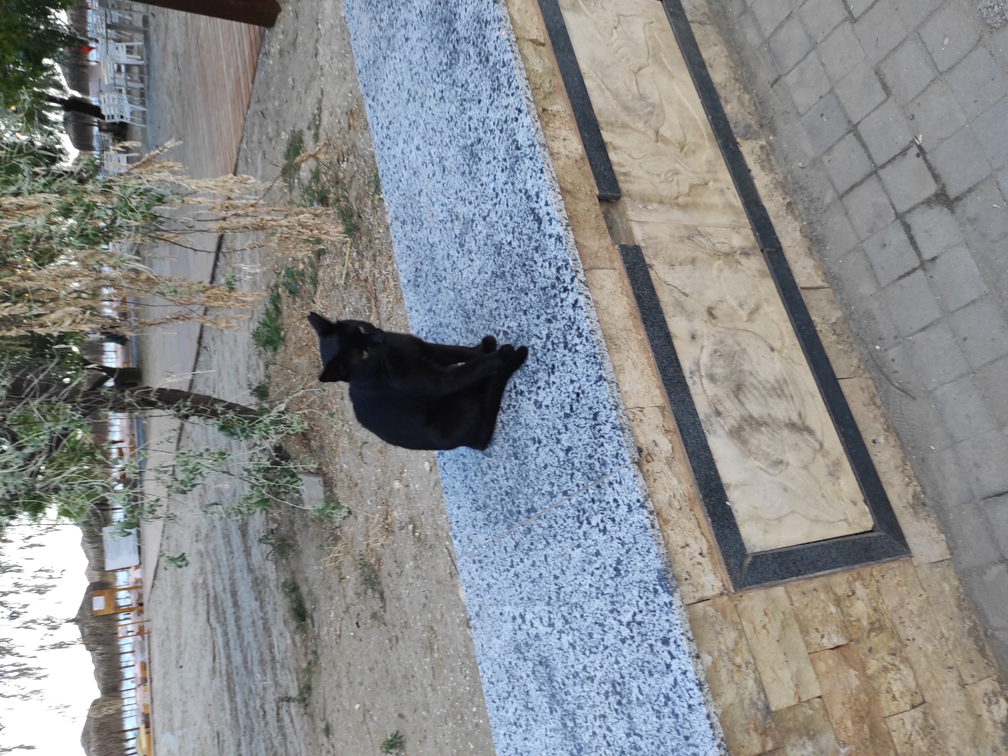 A black cat is curled up on a speckled gray stone bench outdoors. Behind the bench, a paved walkway made of light brown stone tiles and a darker stone border runs along the length of the bench. Further behind the walkway, a sandy area is visible, with a few scattered dry plants and a tree. In the distance, across the sand, there are rows of white chairs and tables, with thatched umbrellas or roofs suggesting an outdoor seating area, possibly a restaurant or beach cafe. The scene appears to be in daylight, with soft lighting. The cat's posture suggests it is resting or sleeping. The overall setting seems to be a public outdoor space, possibly a resort or tourist area in Năvodari, Romania. There is no visible text in the image.