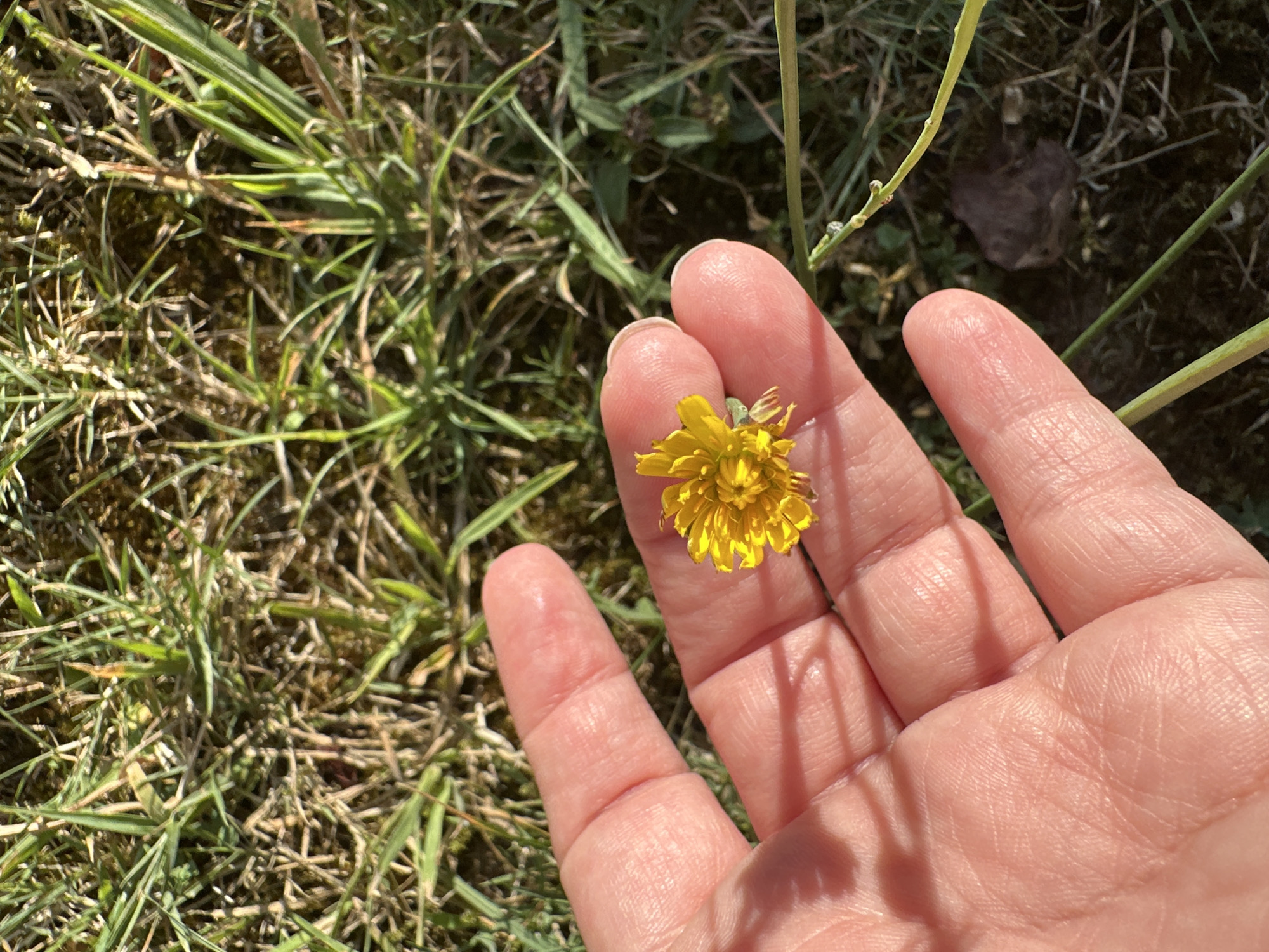 A person's hand is shown with a small yellow flower resting on their palm. The hand is open and facing upwards, with the flower positioned near the fingertips. The background consists of green grass and dry leaves, suggesting an outdoor environment. The lighting indicates a sunny day, casting shadows from the hand onto the palm. The image appears to be taken in a natural setting, likely a park or garden. There is no specific indication of its location within Krefeld, Germany, other than this general outdoor context.