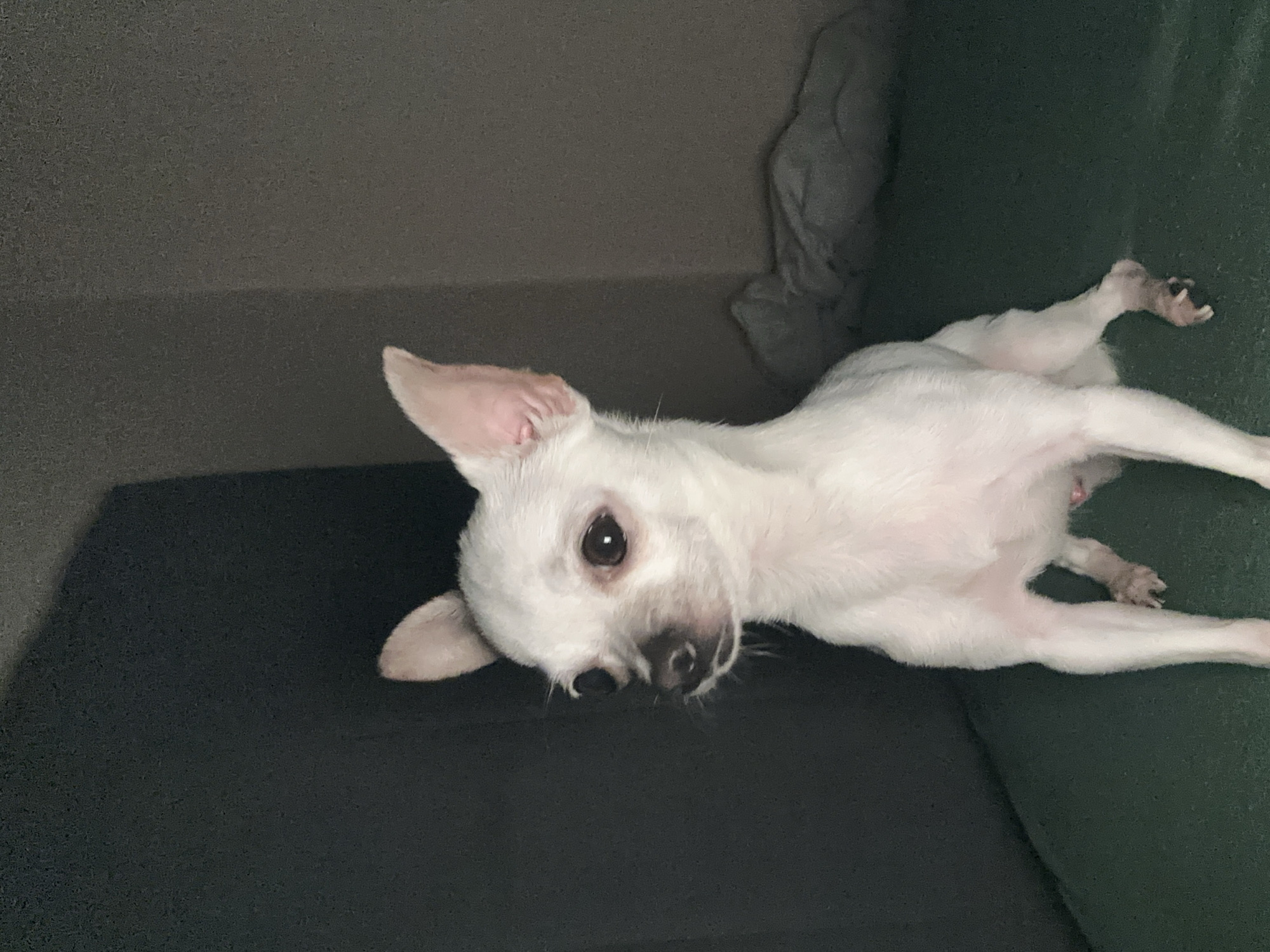 A small, white dog is lying on a dark-colored sofa. The dog is positioned horizontally with its head towards the left and its body extending towards the right. Its fur appears smooth and short. The dog has large, upright ears and dark eyes. The background is out of focus, revealing a wall that appears to be two-toned in color. There is a light grey object, possibly a blanket or sheet, partially visible in the background. There is no evidence indicating that this image was taken in Sliven, Bulgaria.