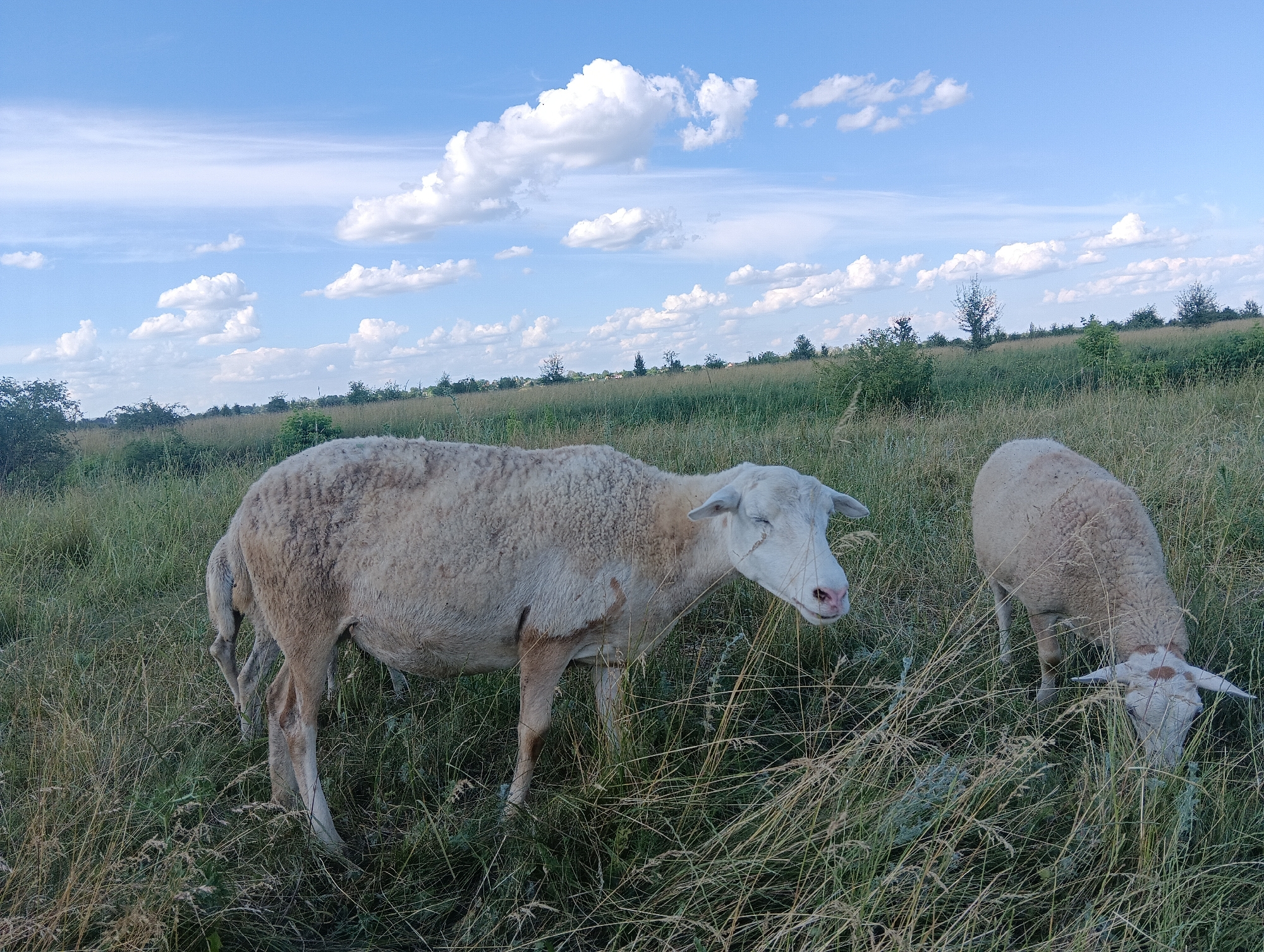 This is a medium shot photograph of two sheep grazing in a grassy field under a blue sky with scattered white clouds. The sheep are light-colored, with one in the foreground facing the viewer with its eyes closed and the other in the background with its head down, eating grass. The field is covered in tall, dry grass and some green vegetation. In the distance, there is a line of trees and bushes. The lighting suggests it is daytime, possibly late afternoon or early evening, given the soft light and the shadow play. There is no visible text in the image. The overall scene depicts a peaceful, rural setting.