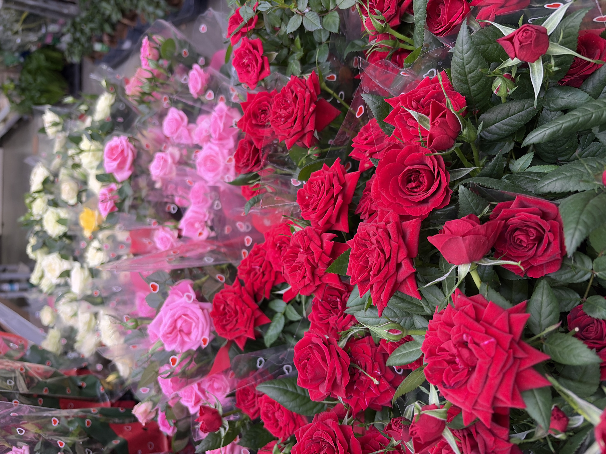The image shows multiple bouquets of roses in a flower shop, likely in Izhevsk, Russia. From left to right, the bouquets are: white roses, pink roses, and red roses. Each bouquet is wrapped in clear cellophane with red hearts printed on it. The red roses are more visible and have dark green leaves. The flower shop appears to have other plants in the background.