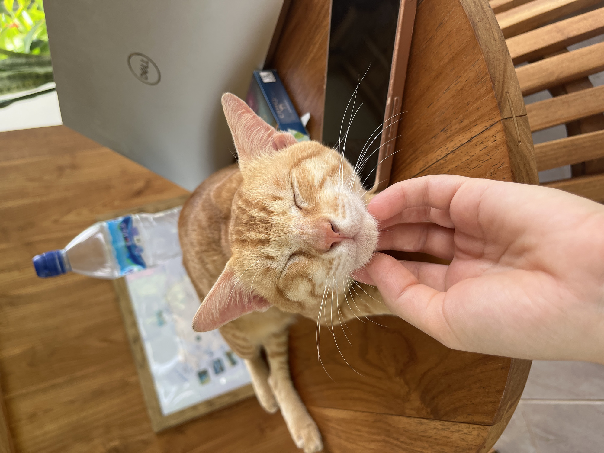 On a wooden table in Nusa Penida, Indonesia, an orange tabby cat is being petted under the chin by a fair-skinned human hand. The cat's eyes are closed, and it appears content. A laptop, a water bottle, and a packaged box are visible on the table beside the cat. The table has a wooden slat pattern.