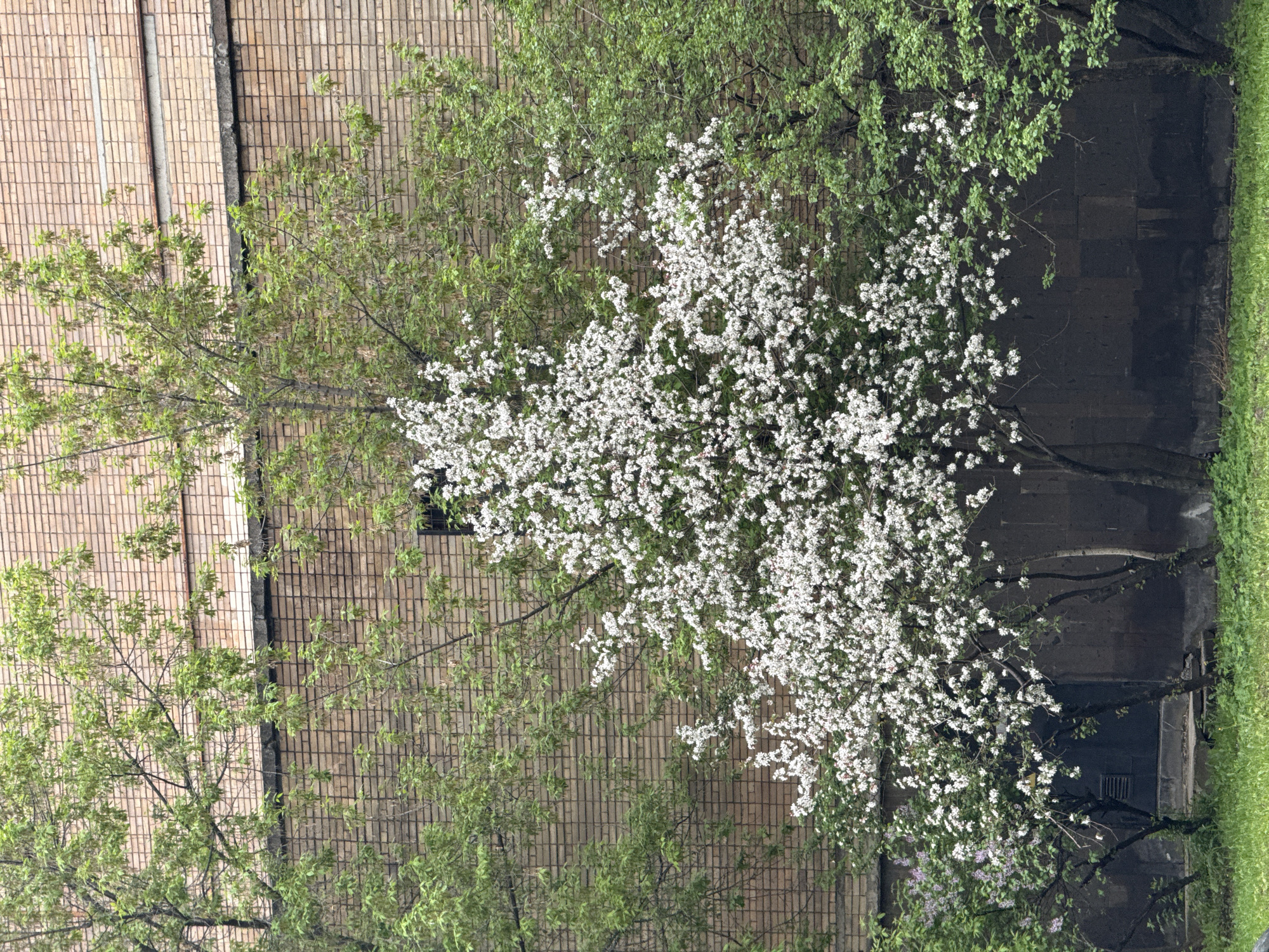 The image shows an aerial view of a building exterior in Moscow, Russia. The building is constructed of brown brick. Adjacent to the building are deciduous trees with green foliage and white blossoms, and also some green grass. The scene appears to be wet, possibly after a recent rain.