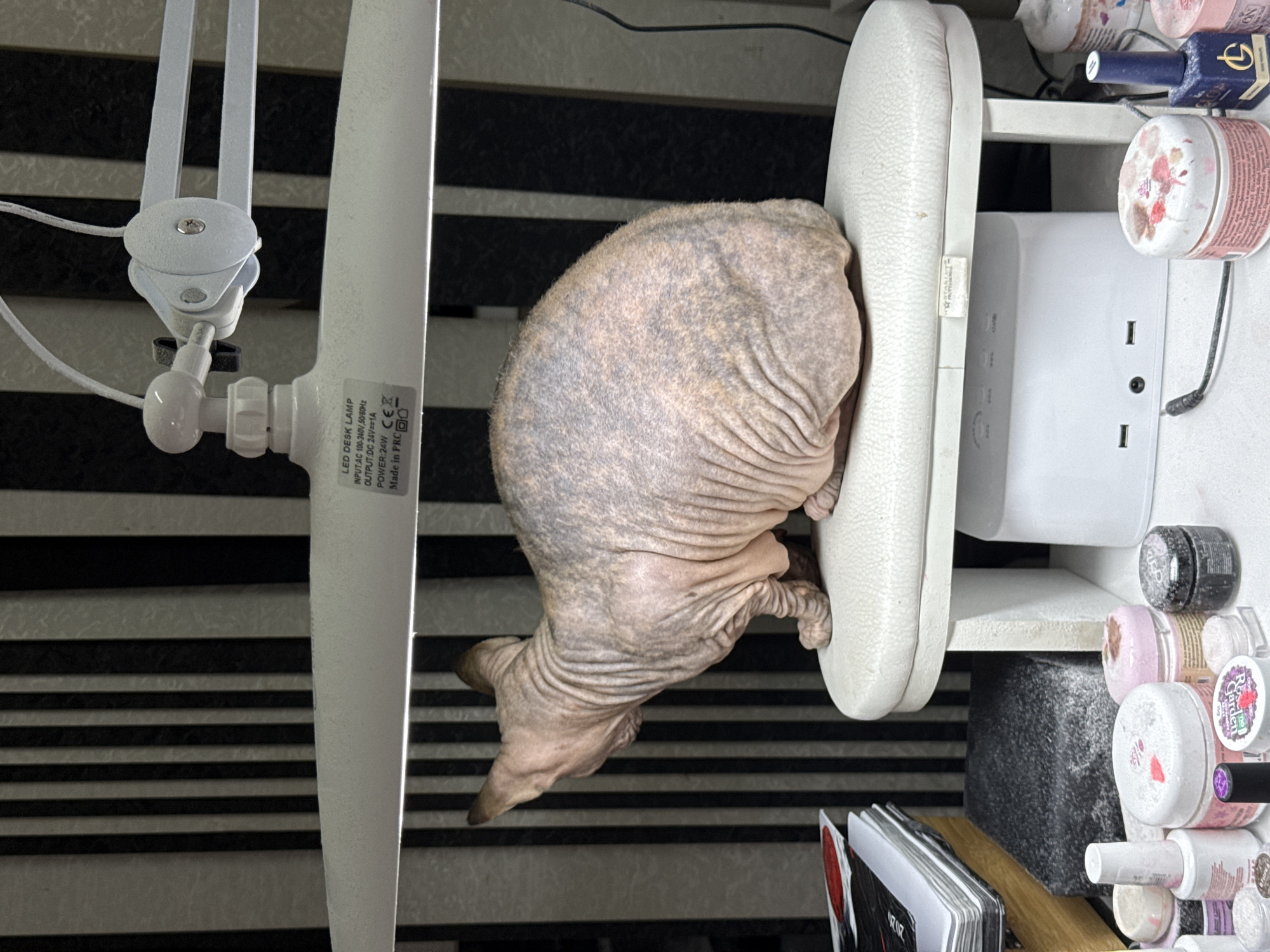 The image shows a hairless Sphynx cat lying atop a white cushioned armrest. The cat is positioned on a shelf next to a variety of small cosmetic containers. A white desk lamp stands to the left. The background consists of black and white stripes. Text is visible on the lamp. No people are present. There is no information to confirm the location in Krasnodar, Russia.