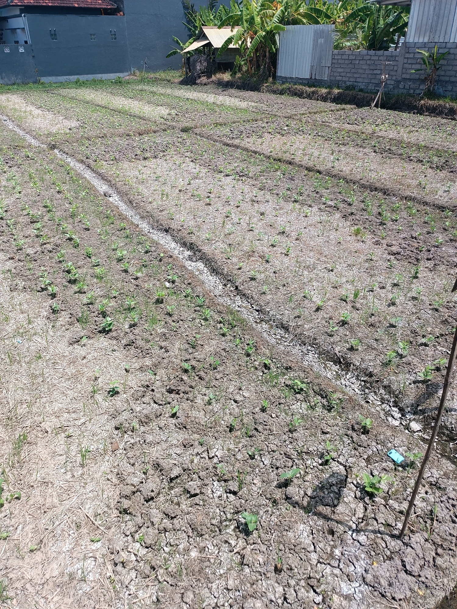 The image depicts a newly planted field, likely a rice paddy, in the city of Tabanan, Indonesia. Rows of young green sprouts are emerging from the dry, cracked soil. A narrow irrigation channel runs diagonally across the field, separating sections of the planting. The background shows a residential building with a dark gray wall and tiled roof, a small open-sided structure with a thatched roof, and banana trees. A wooden stake is visible on the right side of the frame, and a light blue object, possibly a mobile phone, lies on the ground amongst the plants. The scene suggests agricultural activity in a semi-urban or rural area.