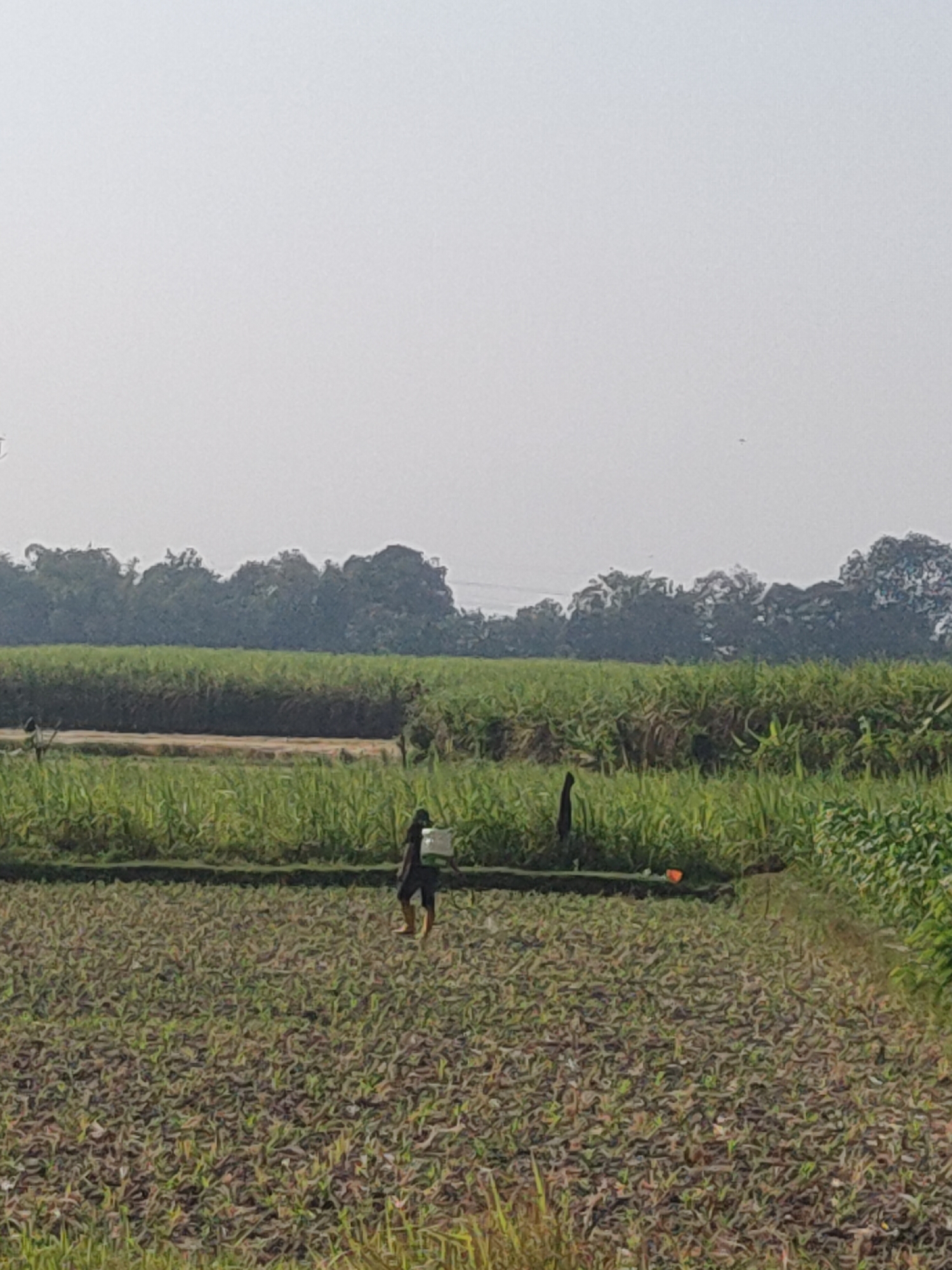 In Kediri City, Indonesia, a person is walking through a field of young plants, possibly crops like rice seedlings or corn. The individual is carrying a white container, which might contain water, fertilizer, or seeds. The person is wearing dark clothing and appears to be wearing yellow footwear. The field is surrounded by taller green vegetation, possibly sugarcane, and a line of trees in the background. The sky is a hazy, pale gray. The overall scene depicts agricultural activity in a rural or semi-rural setting within Kediri City.