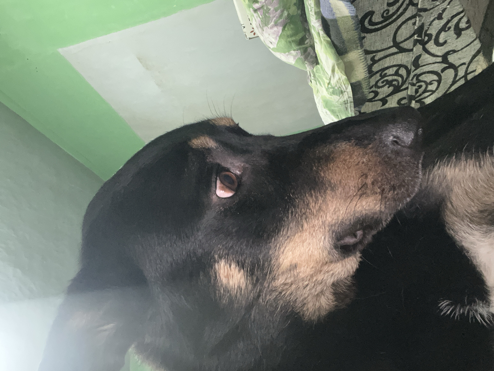 This is a close-up, low-angle, medium shot of a black and tan dog's head. The dog is looking off to the right of the frame with its left eye visible, revealing a reddish-brown iris. The dog's fur is textured, with black on the top and sides of its head, transitioning to tan on its muzzle and around its eye. The background consists of a wall painted in two shades of green, with a slightly lighter shade on the left and a brighter green on the right. A patterned blanket or comforter with green and white floral designs is visible in the lower right corner. The scene appears to be indoors, possibly in a bedroom. There is no indication of the specific location within the city of Nizhny Tagil, Russia.