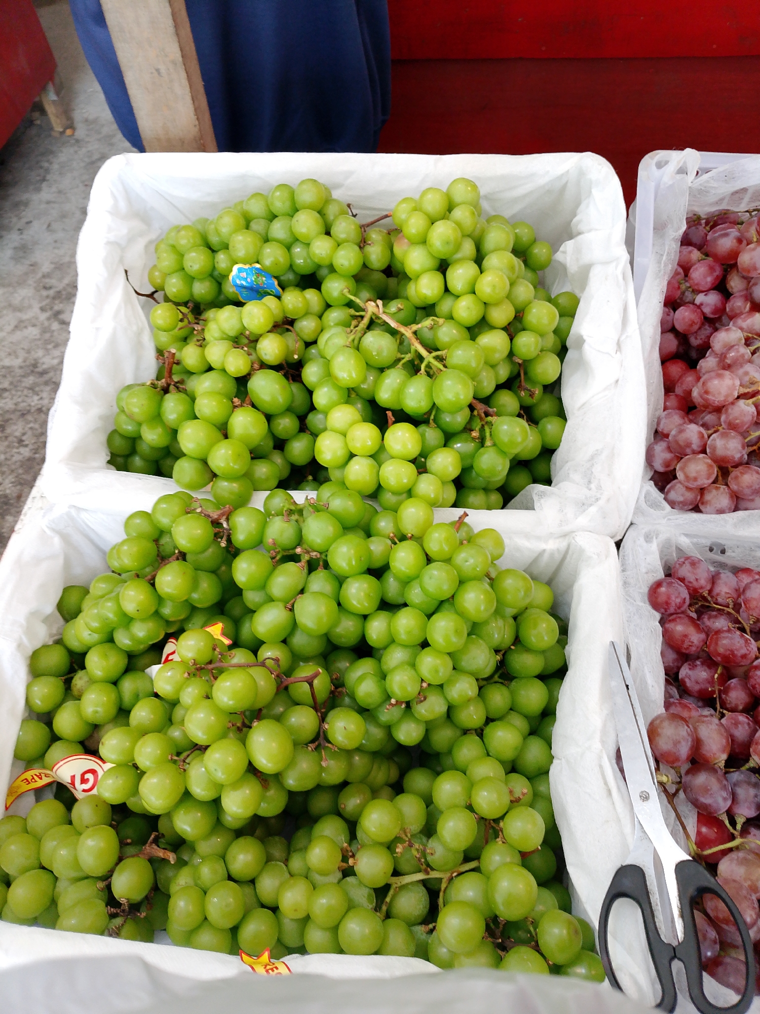 A close-up, overhead shot showcases two large white bins filled with fresh grapes, arranged in a market stall. The bin on the left is overflowing with vibrant green grapes, their smooth skins catching the light. A few yellow tags are tucked among the fruit, one partially visible reading "GRAPE." To the right, another bin contains plump red grapes, some appearing slightly darker than others. A pair of black-handled scissors rests on the edge of the right bin, positioned over the red grapes, suggesting they are available for purchase. The background is indistinct, with hints of a red surface and a wooden plank, possibly indicating a market stall or food vendor setting in Balikpapan, Indonesia. The overall impression is one of fresh produce ready for sale.