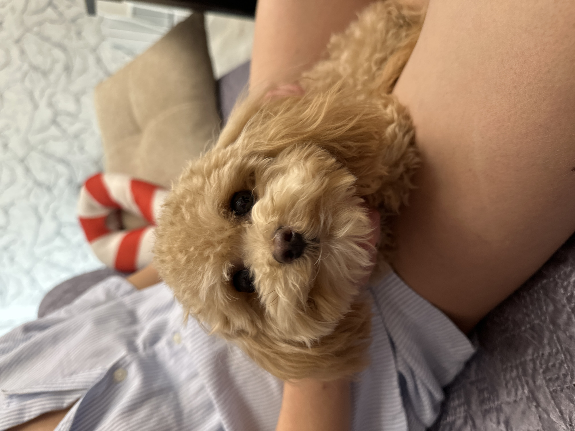 A high-angle, close-up shot features a small, fluffy light brown dog, likely a poodle or a similar breed, looking directly at the viewer. The dog's head is positioned between the bare legs of a person, who is partially visible. The person's hand is gently supporting the dog, and they are wearing a light blue and white striped button-down shirt. The dog has dark, expressive eyes and a dark nose, framed by its soft, curly fur.
The scene takes place indoors, suggesting a home environment. In the background, a beige cushion is visible on the left, next to a decorative red and white striped object, possibly a pillow or a buoy. A textured light-colored surface, which could be a wall or bedding, is also present on the left, while a dark grey or silver textured fabric covers the surface to the right of the person's legs. The image conveys a peaceful and affectionate interaction between the pet and its owner. The time of day and weather are not discernible. No visible text is present. The context for the location is Slobody Staraya, Russia.