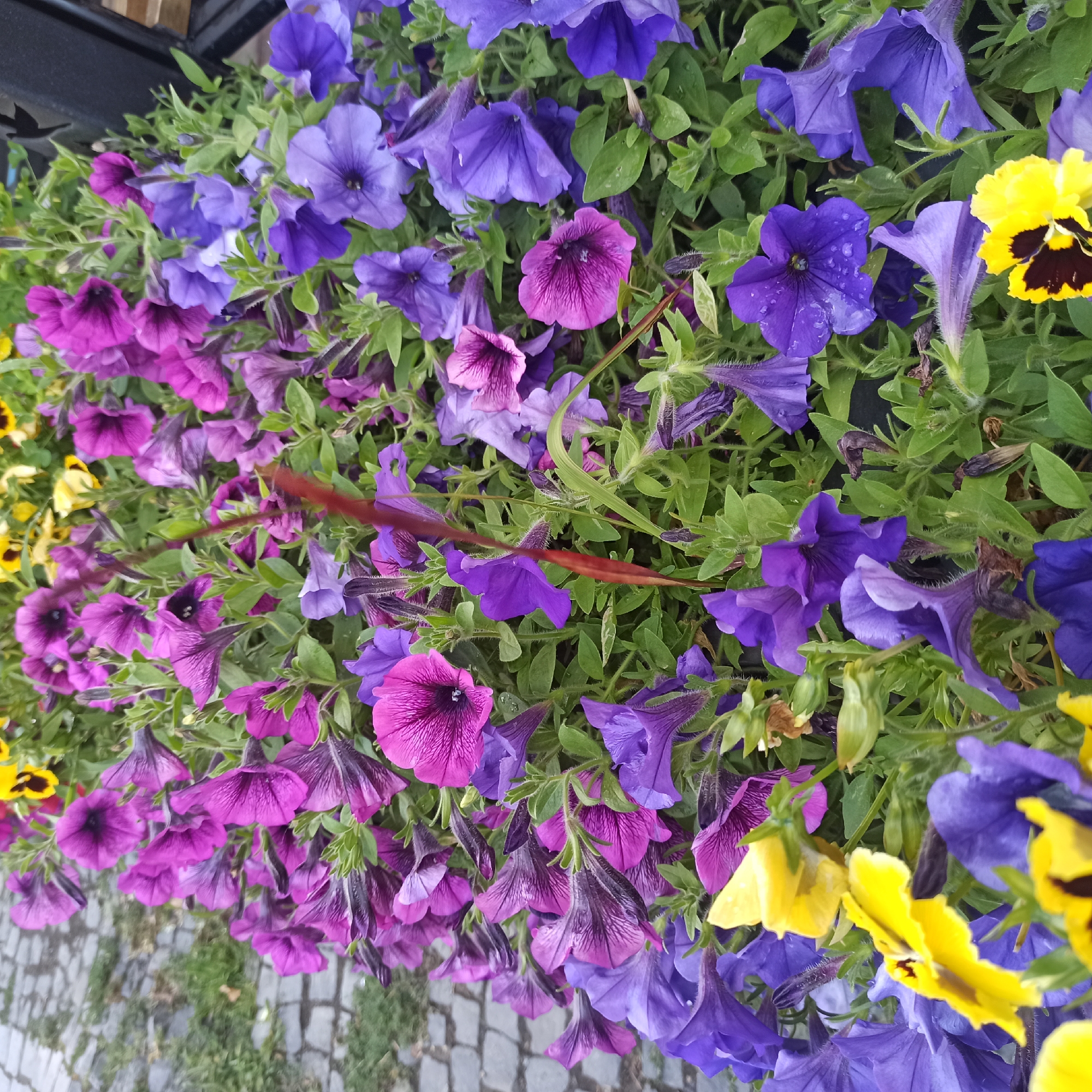 The image shows a close-up view of a dense bed of flowering petunias and pansies. The flowers are predominantly in shades of purple and blue, with a few vibrant yellow pansies interspersed. The petunias have trumpet-shaped blooms with delicate veining, while the pansies have five distinct petals and dark markings in their centers. The greenery is lush and healthy, with small water droplets visible on some of the petals, suggesting recent rain or watering. The background is out of focus but appears to be a cobblestone pathway with some hints of green grass. The overall impression is a vibrant and colorful display of flowers, likely in a public garden or park setting within the city of Chernivtsi, Ukraine. No people are visible in the image.