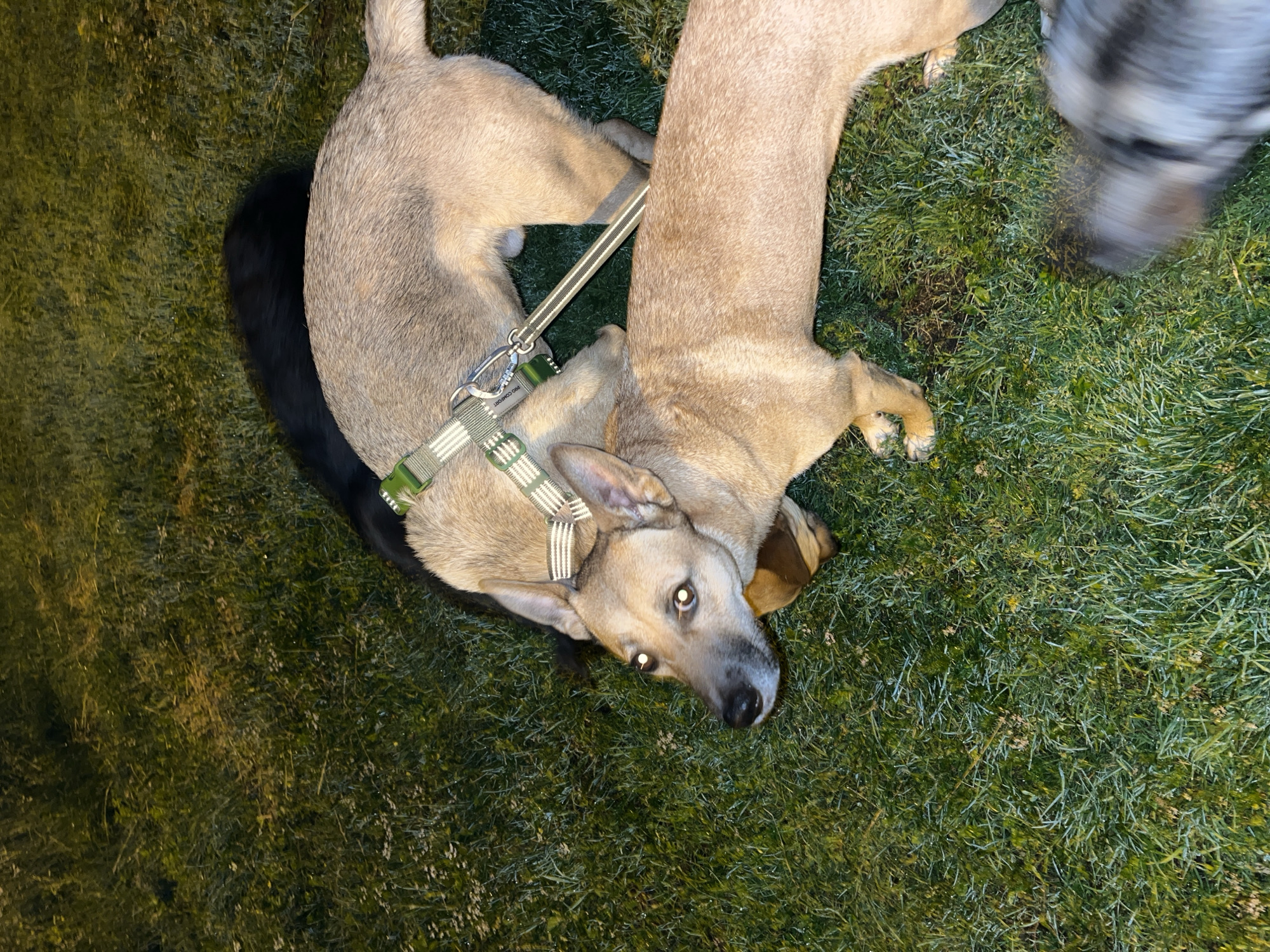 Three dogs are on a patch of grass. One dog is black and mostly out of frame. Two dogs are tan and appear to be in the foreground. One tan dog has a green harness with a leash attached. The dogs are looking down at the grass. The setting appears to be outdoors at night. The location is not specified.