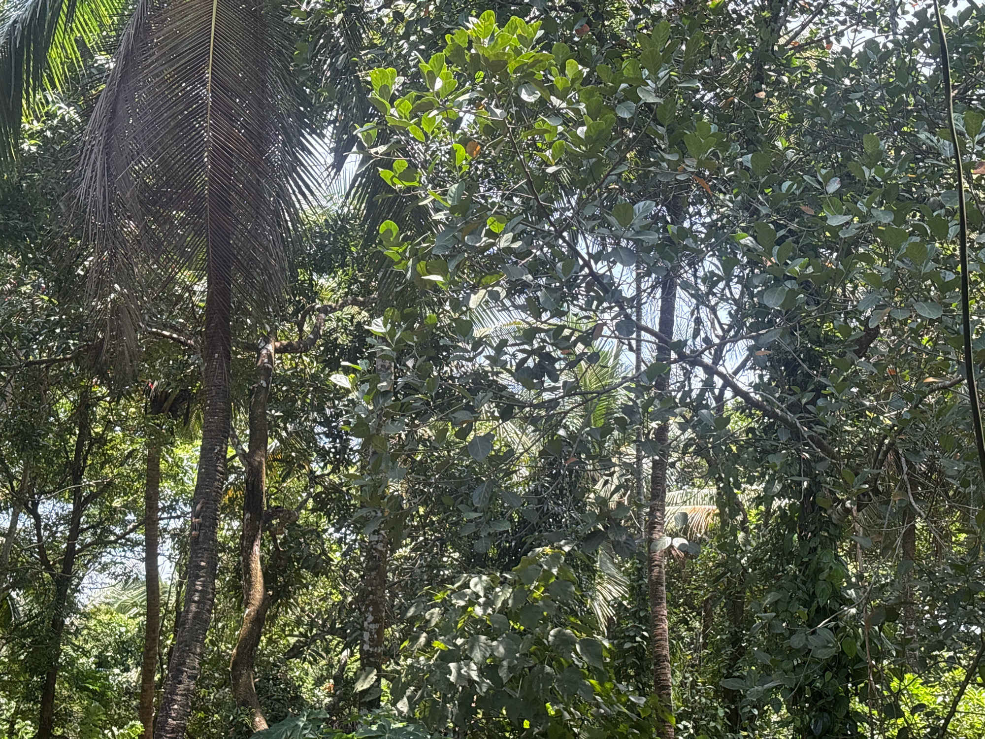 The image depicts a dense tropical forest scene, likely in Muthuthala, India, characterized by lush green foliage and tall trees. A prominent coconut palm tree stands on the left, its fronds a mixture of green and brown, suggesting it might be mature or partially dried. In the center and right of the frame, the canopy of a large jackfruit tree is visible, its leaves a vibrant green and shaped like ovals. Sunlight filters through the leaves, creating dappled light patterns. The ground is not clearly visible, obscured by the thick vegetation. The overall impression is one of abundant natural growth and a humid, subtropical environment.