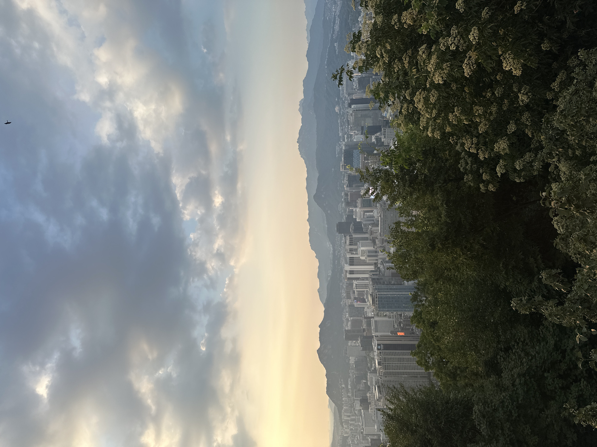 This is a medium-shot, horizontal photograph of the Seoul skyline taken from a high vantage point, likely Namsan Mountain. The foreground is dominated by dense, dark green foliage, with a large flowering shrub in the right foreground exhibiting clusters of small white flowers. Beyond the foliage, a sprawling city stretches into the distance, characterized by numerous tall buildings of varying architectural styles, indicating a dense urban environment. The buildings are primarily constructed of glass and concrete, with a mix of residential and commercial structures evident.
In the background, a range of misty, blue-hued mountains forms a natural backdrop to the city. The sky above is a dramatic canvas of grey and white clouds, with patches of pale yellow and orange light suggesting either sunrise or sunset. A single dark bird is visible in flight high in the sky, adding a dynamic element to the composition. The overall atmosphere is serene and expansive, capturing the juxtaposition of nature and urban development in Seoul.