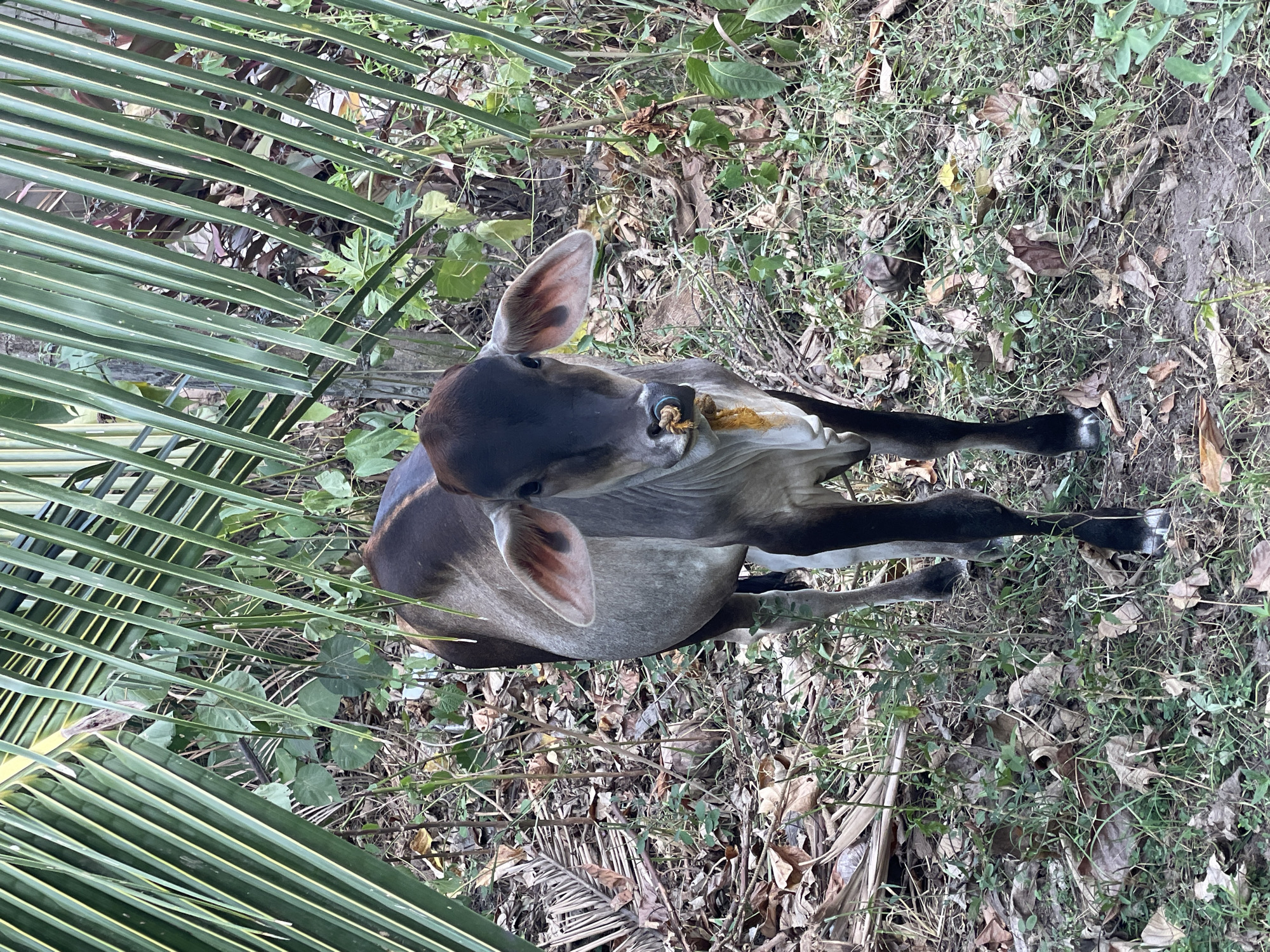 A young cow stands amidst foliage on the ground in Bacong, Philippines. A palm frond is visible in the lower left of the frame. The ground is covered in grass, weeds, and dead leaves.