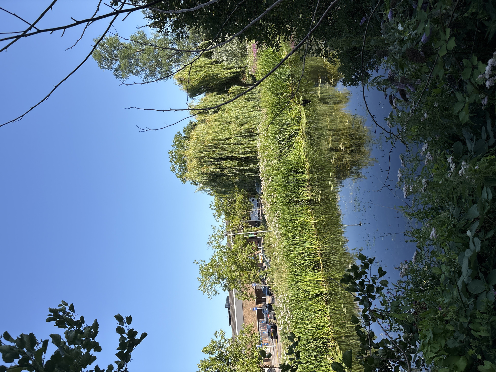 The image depicts a serene waterside scene with a canal or river in the foreground, reflecting the clear blue sky and surrounding greenery. Lush, tall reeds and various plants with small white and pink flowers line the water's edge. In the background, a large, mature weeping willow tree dominates the landscape, its branches cascading downwards. To the left, a modern building with a flat roof and darker brick facade is visible, with a row of parked cars and a paved area suggesting a public space or commercial area. Trees with green foliage are interspersed throughout the scene. The overall impression is one of a tranquil natural environment juxtaposed with urban infrastructure. The location is identified as Chelmsford, United Kingdom.