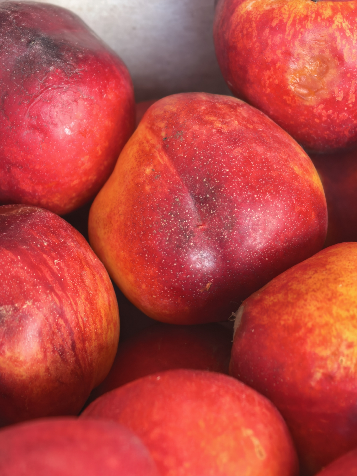 A close-up, overhead shot shows a pile of ripe nectarines. The nectarines are mostly red with some yellow and orange undertones, and a smooth, glossy skin. A few of the nectarines show slight bruising or blemishes. The lighting is bright and natural, creating soft shadows and highlighting the vibrant colors of the fruit. The background is out of focus and appears to be a light-colored surface, possibly a countertop or a box. The image is sharp and detailed, allowing for a clear view of the texture and imperfections of the nectarines.