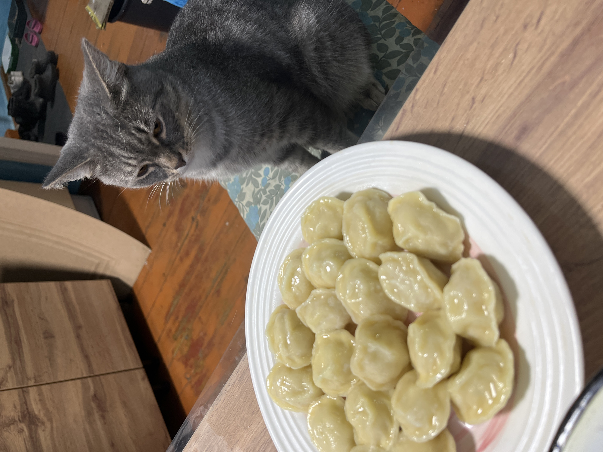 A gray tabby cat with green eyes sits on a patterned cushion next to a white plate filled with pelmeni. The cat is looking down at the pelmeni with a curious expression. The plate of pelmeni is on a wooden table. In the background, there is a wooden cabinet, a wooden floor, and a cardboard box. The scene appears to be in a domestic setting. The location is not specified in Nizhny Tagil, Russia.