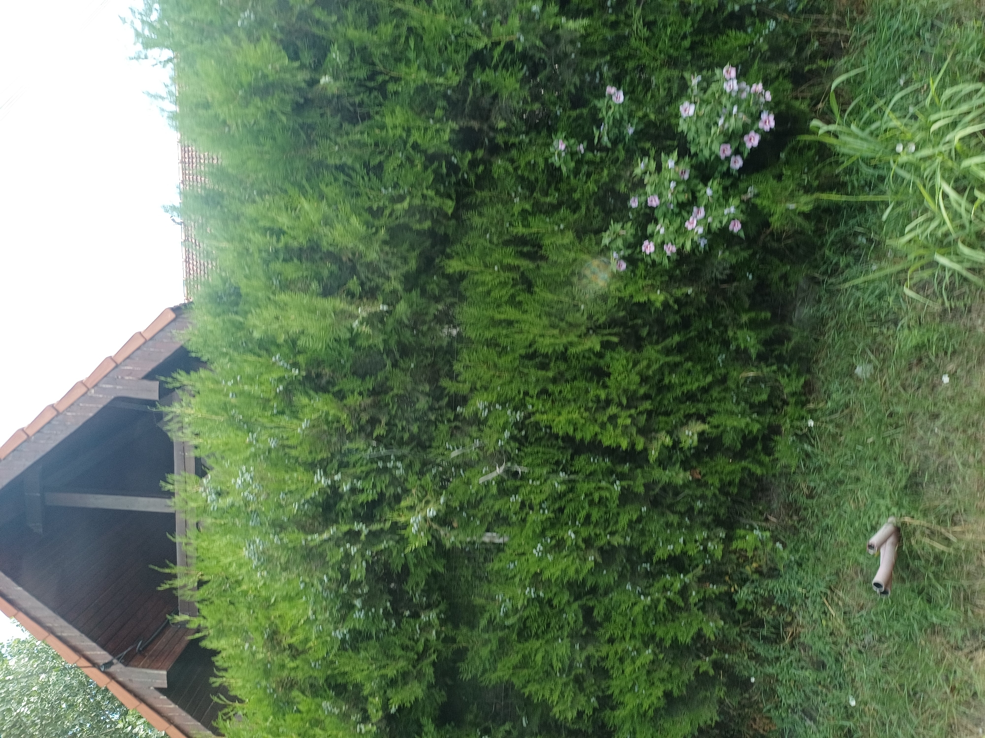 The image shows a dense green hedge with some small pink flowers. Above the hedge, a roof of a building is visible, with red tiles and wooden eaves. The building appears to be a house or a shed. In the foreground, there is a patch of grass and some green vegetation. On the grass, a piece of discarded exhaust pipe is visible. The scene suggests an outdoor setting, possibly a backyard or a garden, in a residential area. The location is identified as Agigea, Romania.
