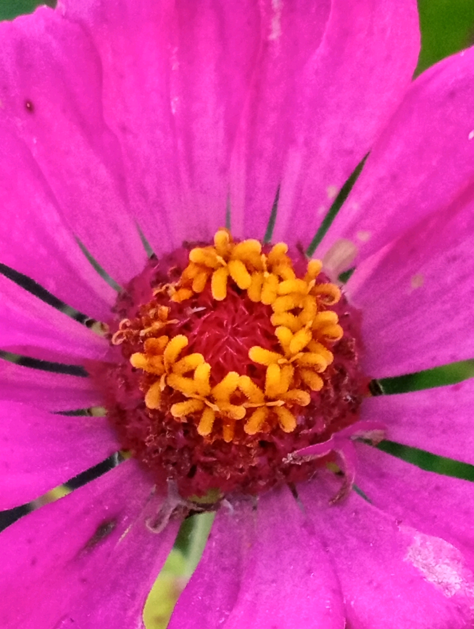 This is a close-up, overhead, macro photograph of a bright pink zinnia flower. The flower's center is a cluster of small, yellow, stamen-like structures surrounded by a reddish-brown disc. The vibrant pink petals radiate outwards from the center, some overlapping and others showing subtle lines and textures. The background is blurred green, suggesting foliage. The lighting is bright, highlighting the details of the flower. There are no people, structures, or identifiable urban elements visible in the image.