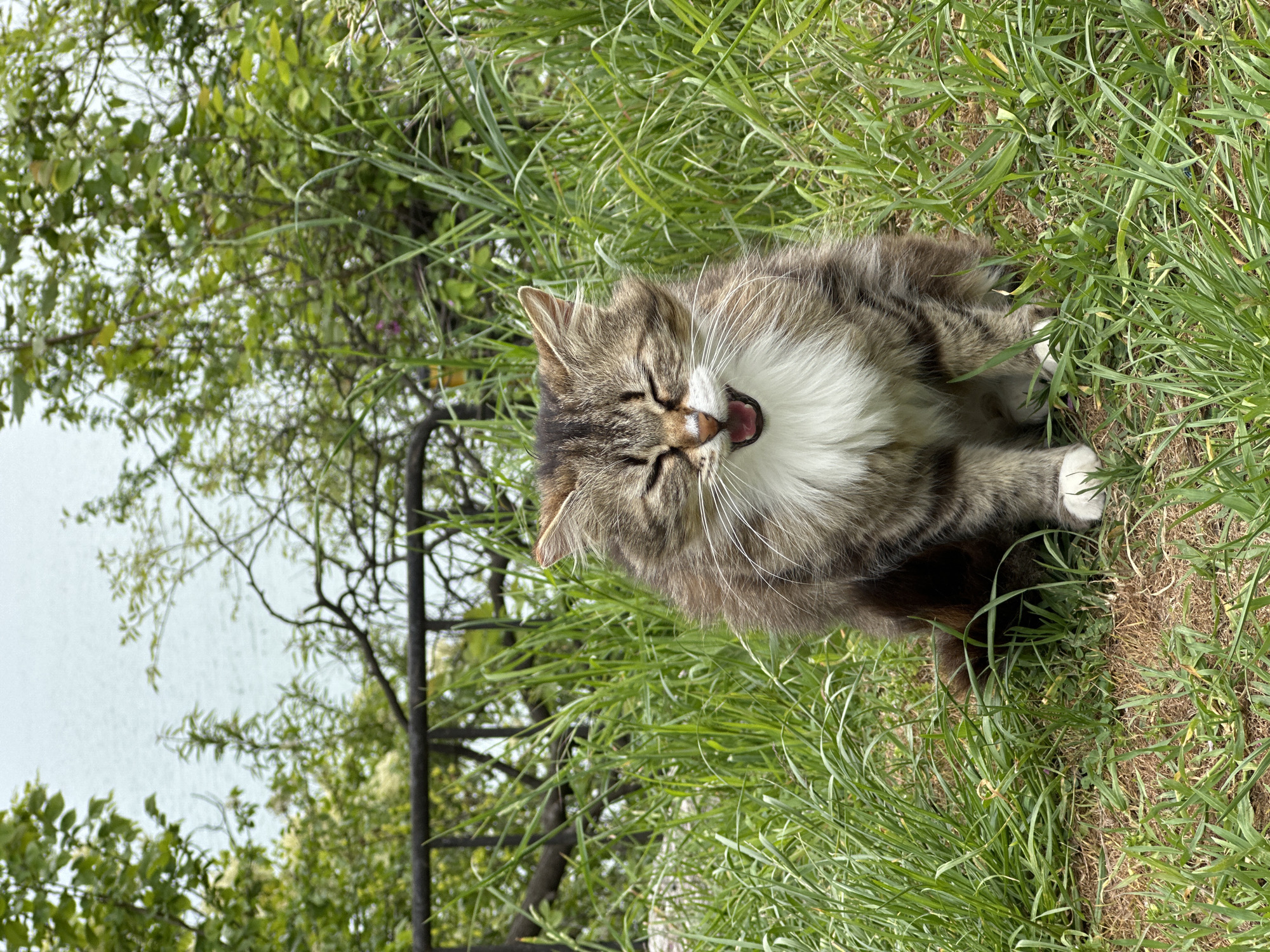A fluffy, long-haired tabby cat with a white chest is sitting in tall green grass in Varna, Bulgaria. The cat has its mouth open in what appears to be a yawn. In the background, a glimpse of water (possibly the Black Sea) is visible through trees and foliage. A portion of a dark metal fence is also present in the background. The scene is outdoors during daylight hours.