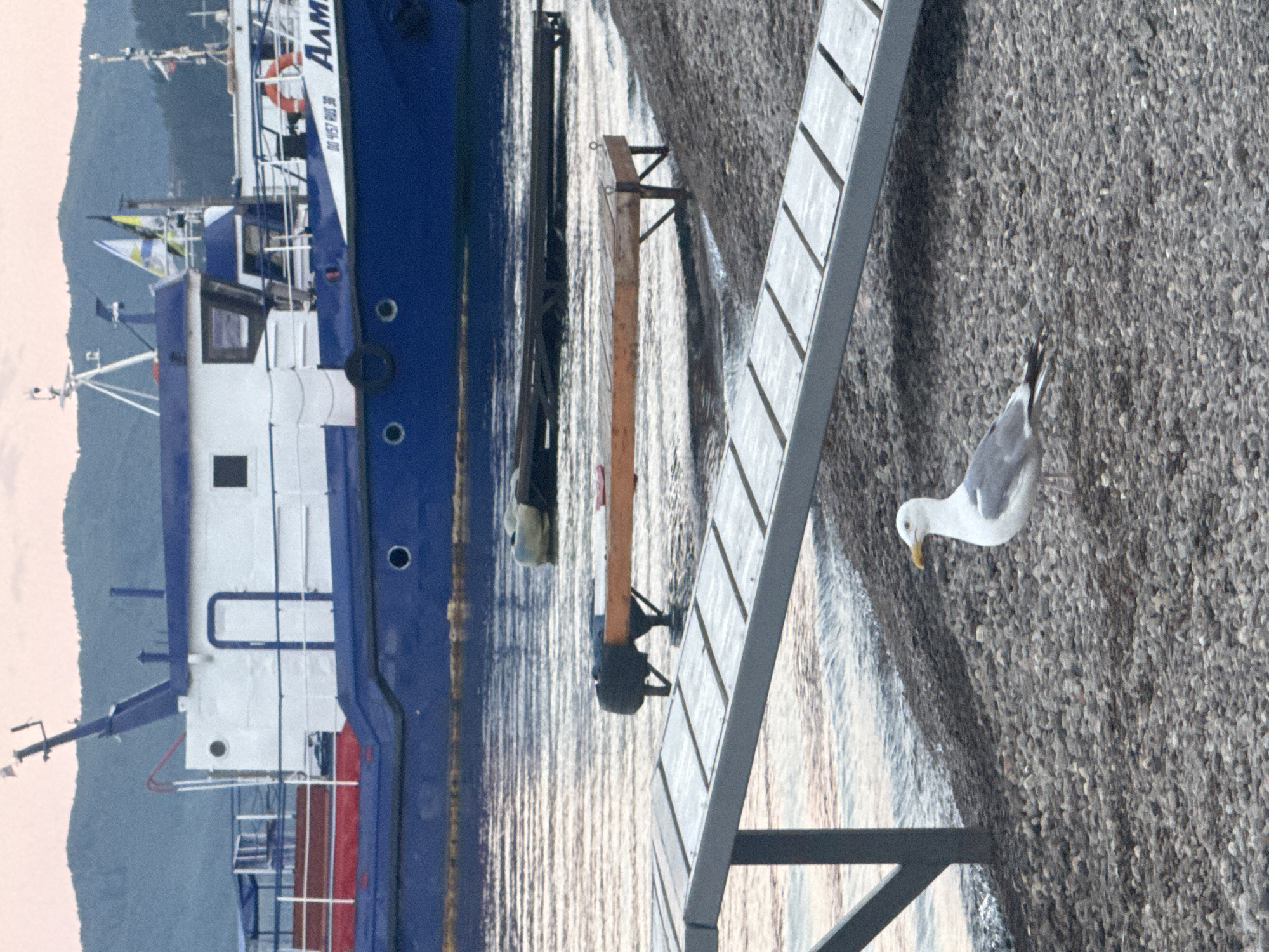 A single seagull stands on a rocky shore in Listvyanka, Russia, looking to the left. Behind the seagull is a wooden pier that slopes down to the water. In the water, a large blue and white boat is docked. Mountains can be seen in the background. The sky is a soft pink and orange, indicating either dawn or dusk.