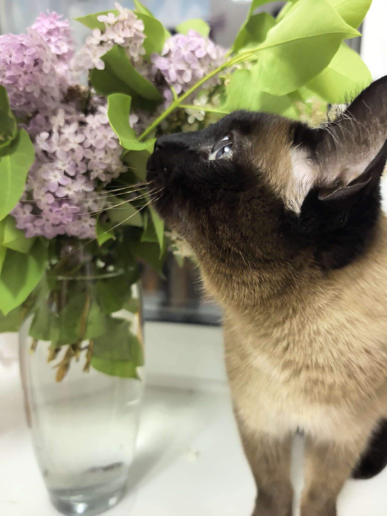 A Siamese cat is investigating a vase of light purple lilacs. The cat is primarily tan in color, with a dark brown/black head, face, and ears. The cat's whiskers are touching the lilacs. The vase is clear glass and contains water and stems. The location is unclear based on the image, and the only way to know it is in Фролы, Russia, would be from external metadata.