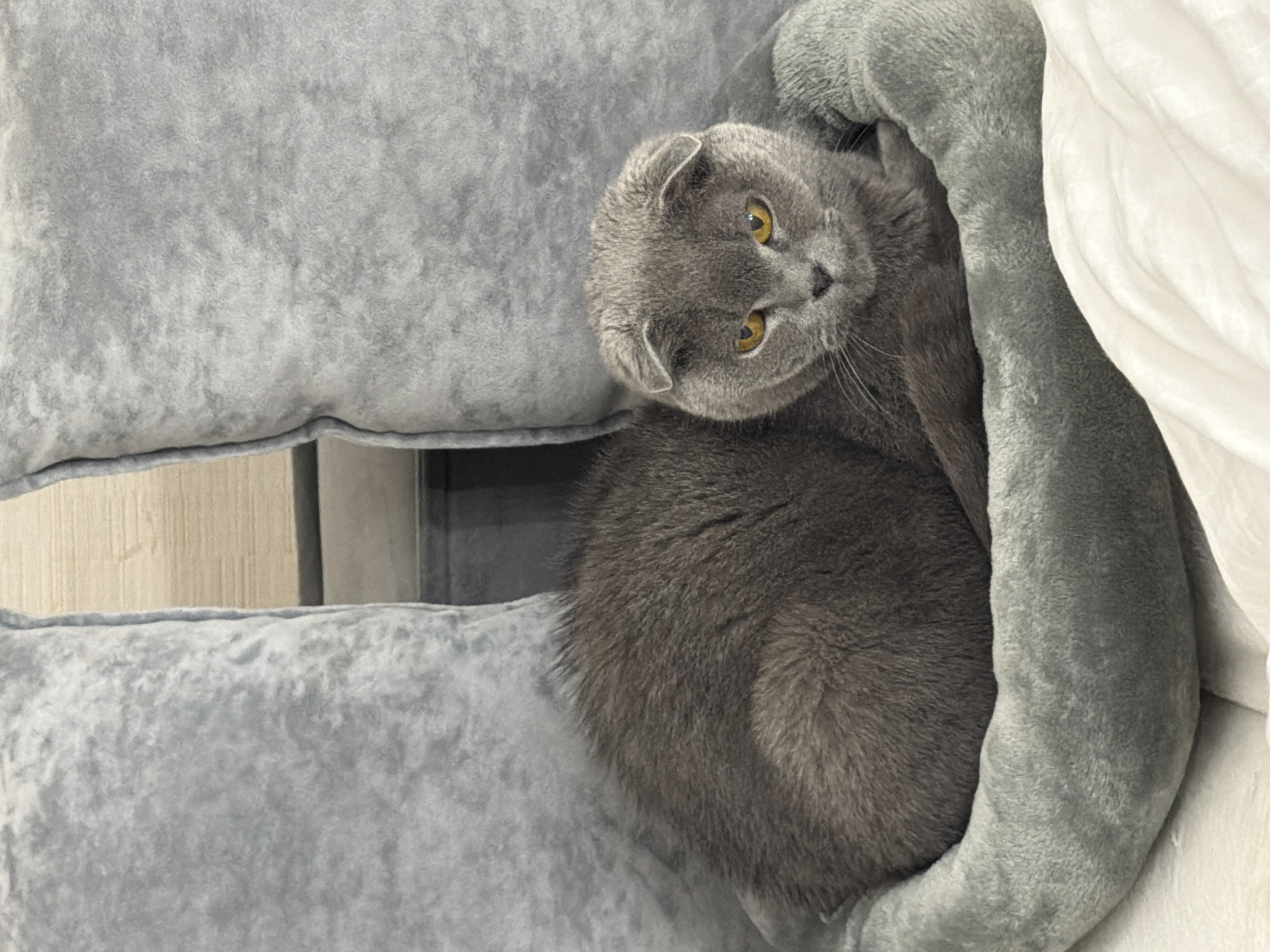A grey Scottish Fold cat with yellow eyes is nestled in a grey, plush, multi-level cat tree. The cat is looking at the camera. A white sheet or blanket is partially visible on the right side of the cat tree. A wall is visible in the background through an opening in the cat tree. The location is identified as совхоза "Воронежский", Russia, but this is not verifiable from the visual information.