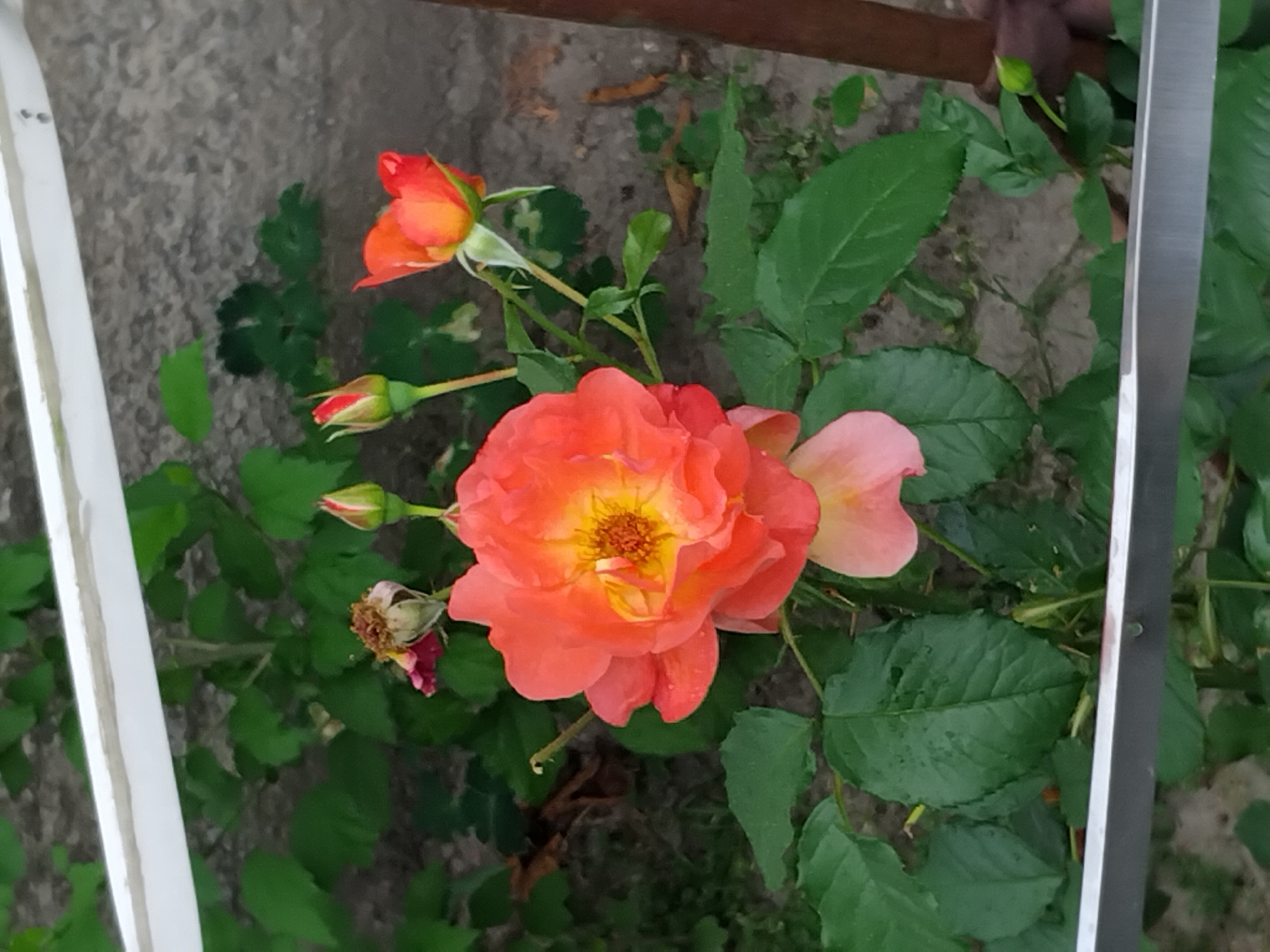 A close-up, slightly low-angle outdoor shot captures a vibrant orange rose in full bloom, centrally positioned within the frame. The rose's petals are a gradient of colors, transitioning from a deep orange at the edges to a bright yellow at its center, which is adorned with dark brown stamen. To the left of the main bloom, a wilted, dried rose is visible, its petals a faded pink and brown.
Above and to the right of the main rose, two smaller rosebuds are in various stages of opening. The bud closest to the center is a deep red with hints of orange, while the bud slightly further to the right is a brighter orange, showcasing its developing petals. Another smaller, bright orange bud is positioned further to the right and slightly higher.
The rose plant displays abundant, deep green leaves, some of which appear to be slightly damp, suggesting recent rain or dew. The background consists of a rough, grey stone wall, with hints of green foliage and dry debris on the ground.
A thin, horizontal white bar runs across the top of the image, and a similar metallic bar is visible at the bottom. A vertical brown pole stands to the right of the frame. The overall impression is that of a garden setting in Zhytomyr, Ukraine, during a period of bloom.