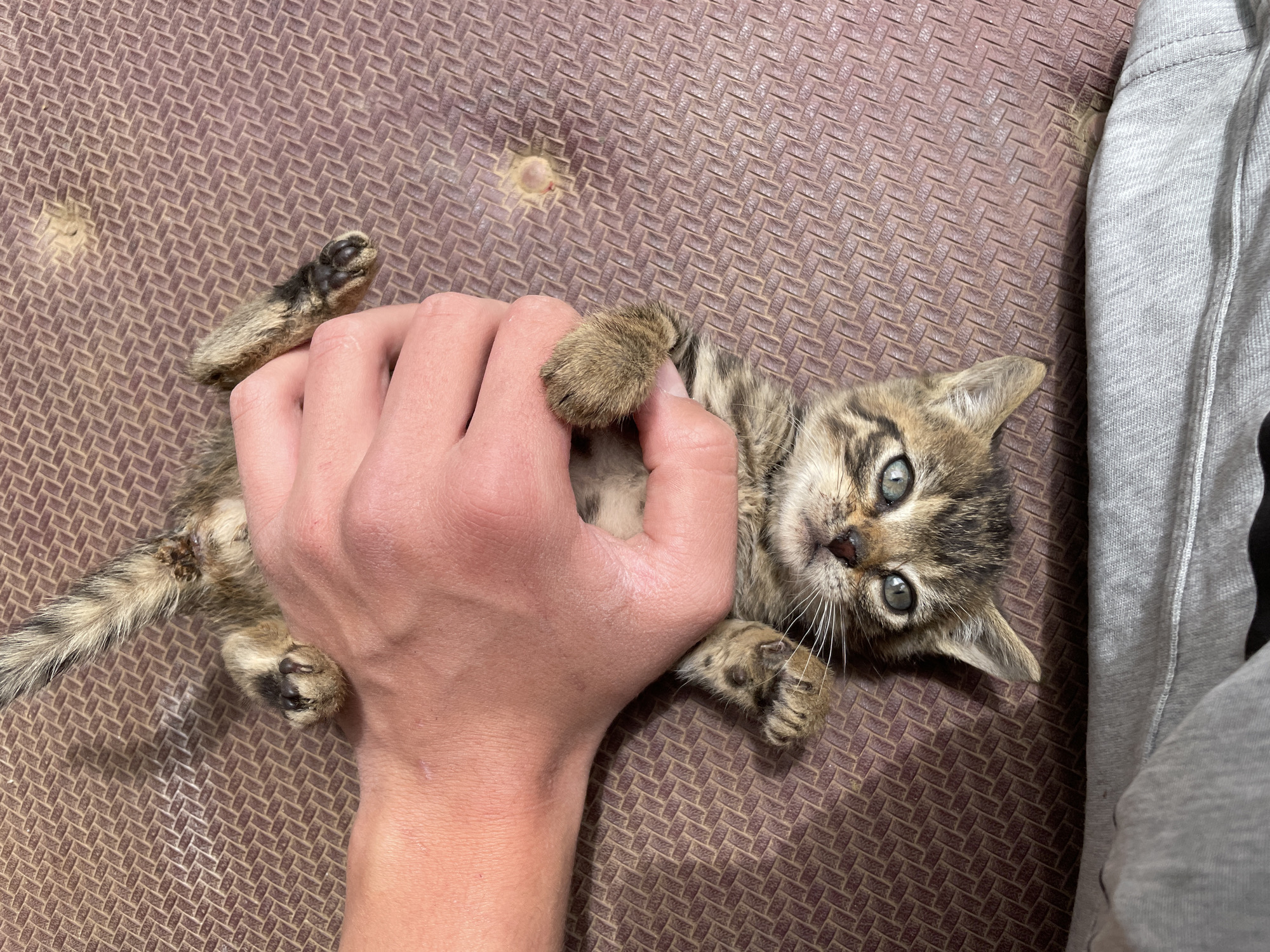 A brown tabby kitten is lying on its back on a dark brown patterned surface, possibly a mat or padded flooring. A large hand is holding the kitten's front paws and belly. The kitten has green eyes and is looking at the camera. Part of a grey sweat suit is visible on the right side of the frame. There is a discolored spot on the brown surface in the upper left portion of the image. There is no information in the image that would specify Zlatograd, Bulgaria.
