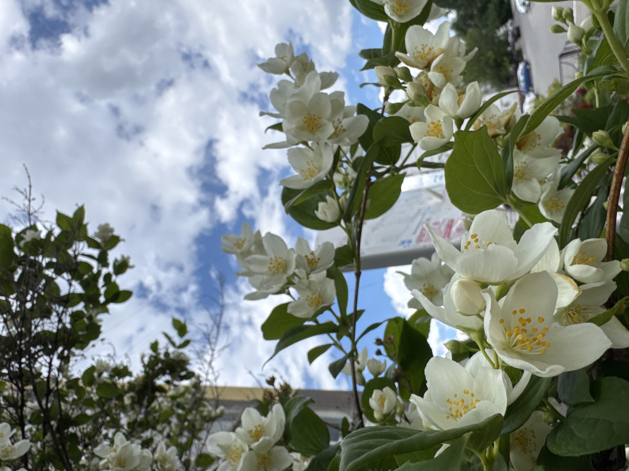 A cluster of white jasmine flowers with yellow pistils hangs in the foreground, with blurred green leaves and branches. The background features a bright blue sky with fluffy white clouds, and a city street with cars and trees can be seen further in the distance, appearing out of focus. The scene appears to be outdoors in an urban environment.