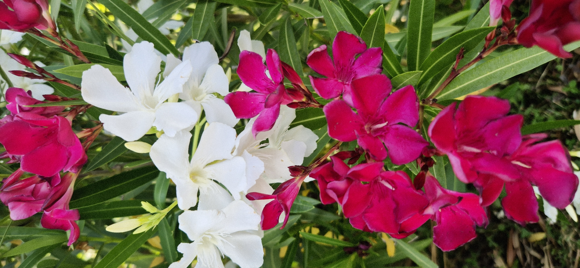 A close-up, vertical shot shows a cluster of oleander flowers. The flowers are a mix of vibrant fuchsia and stark white. Some of the fuchsia flowers are fully bloomed, with five petals each, while others are in bud form. The white flowers are also fully opened and have five petals. The foliage is lush and green, with long, slender leaves. The background is softly blurred, suggesting a natural outdoor setting, likely a garden or park. The lighting is bright, highlighting the colors and textures of the flowers. There are no people or animals visible in the image.