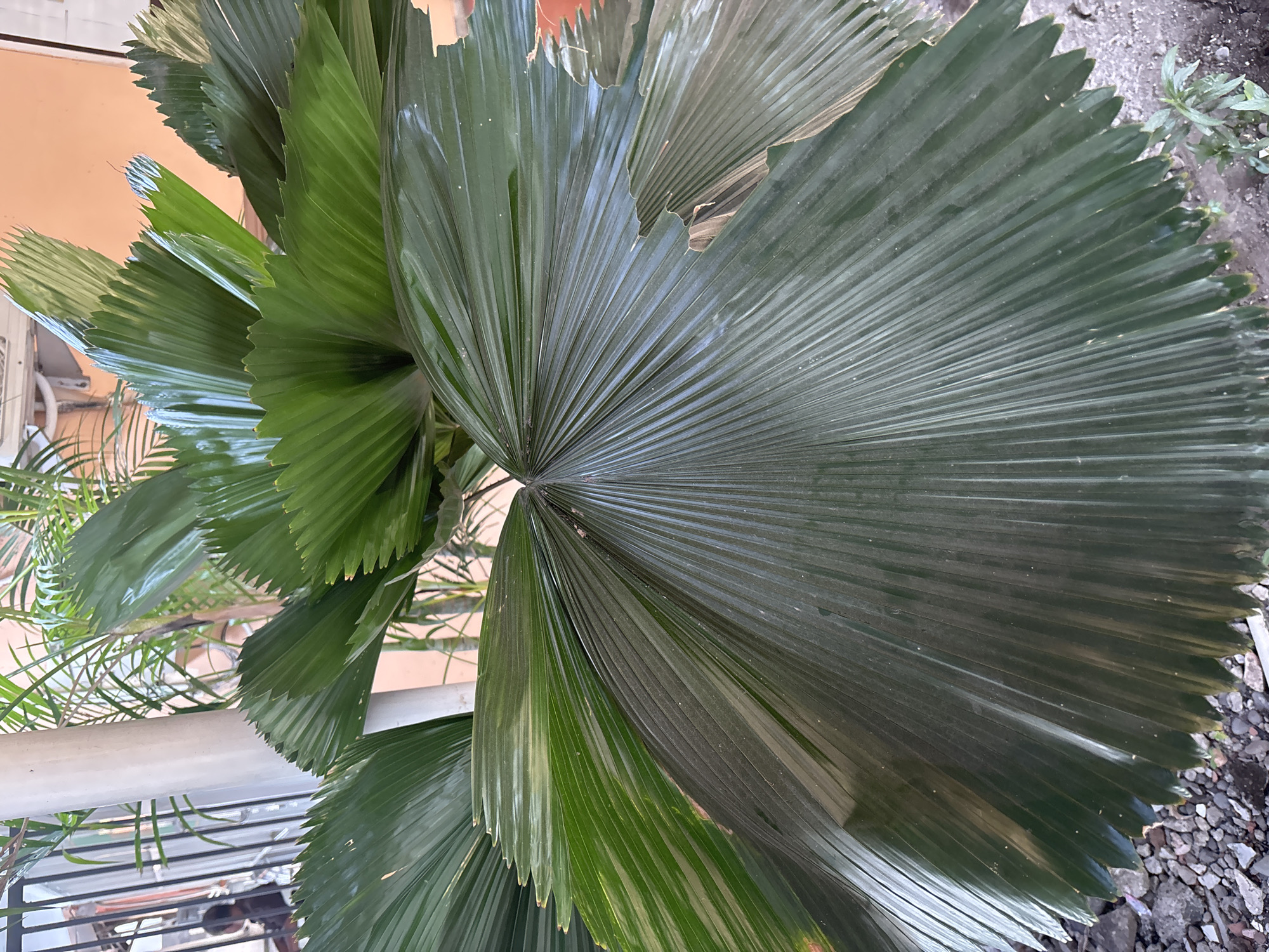 A close-up shot showcases the vibrant green, fan-shaped leaves of a large palm plant. The leaves are deeply ribbed, creating a textured surface that catches the light, with some areas appearing darker and others reflecting a lighter sheen. The edges of the leaves are finely serrated, adding to their intricate detail. The palm is situated outdoors, as indicated by the gravel and soil visible at the base of the plant, with small green seedlings emerging from the ground. In the background, a white cylindrical pole stands prominently, and further back, a metal fence with vertical bars is partially visible, with a person seated in the distance. A portion of an orange wall is also present in the upper right background. The overall impression is one of lush tropical foliage within an urban setting, potentially in Cirebon, Indonesia, where such plants are common in both residential and public spaces.