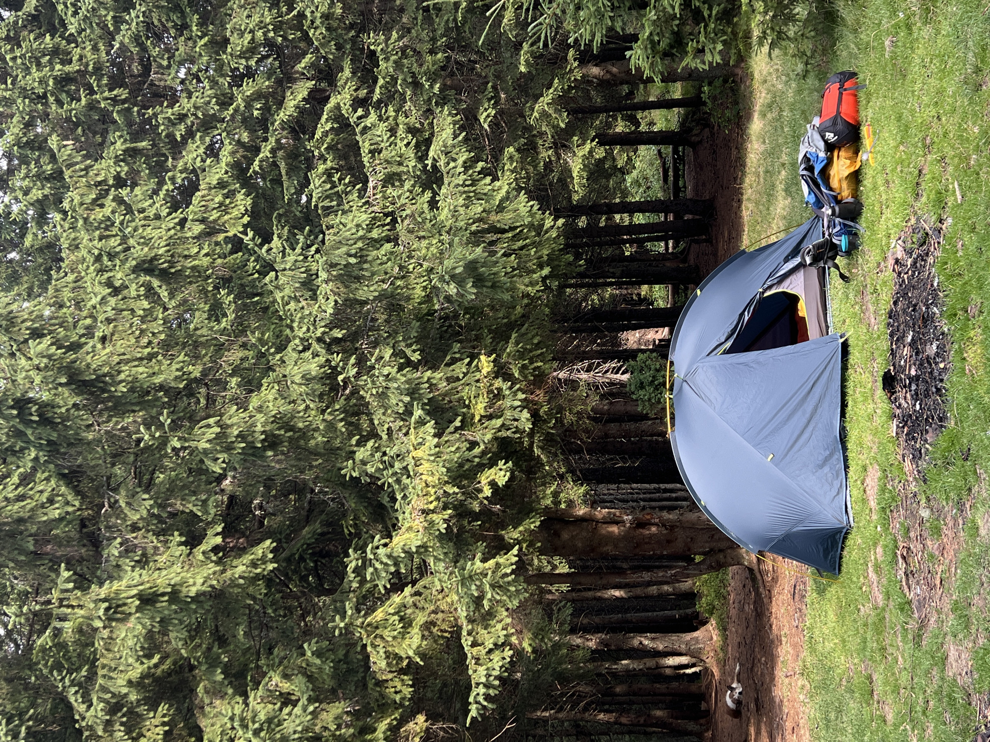 The image depicts a campsite in the Carpathian Mountains near Vorokhta, Ukraine. A blue tent is set up on a grassy clearing, with backpacks and camping gear piled next to it. In the background, a dog rests in the shade of tall evergreen trees. The environment is a forest setting, with a fire pit in the foreground.