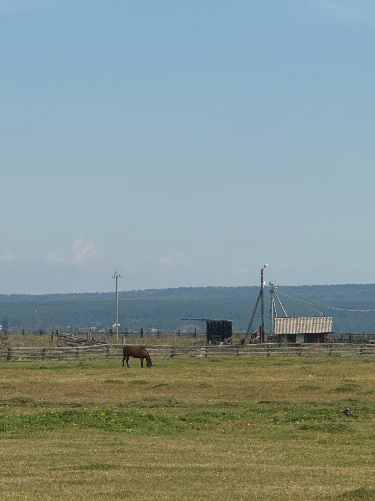 The image depicts a pastoral scene in Maksimovshchina, Russia, under a clear blue sky. In the foreground, a brown horse grazes in a dry, grassy field. A weathered wooden fence separates the field from a more distant area. Further back, a rudimentary wooden structure with a corrugated metal roof stands beside a tall wooden pole with utility lines attached. Behind these structures, a dense line of dark green trees forms the horizon, with a hazy, lighter green landscape stretching beyond them. The overall impression is one of rural tranquility.