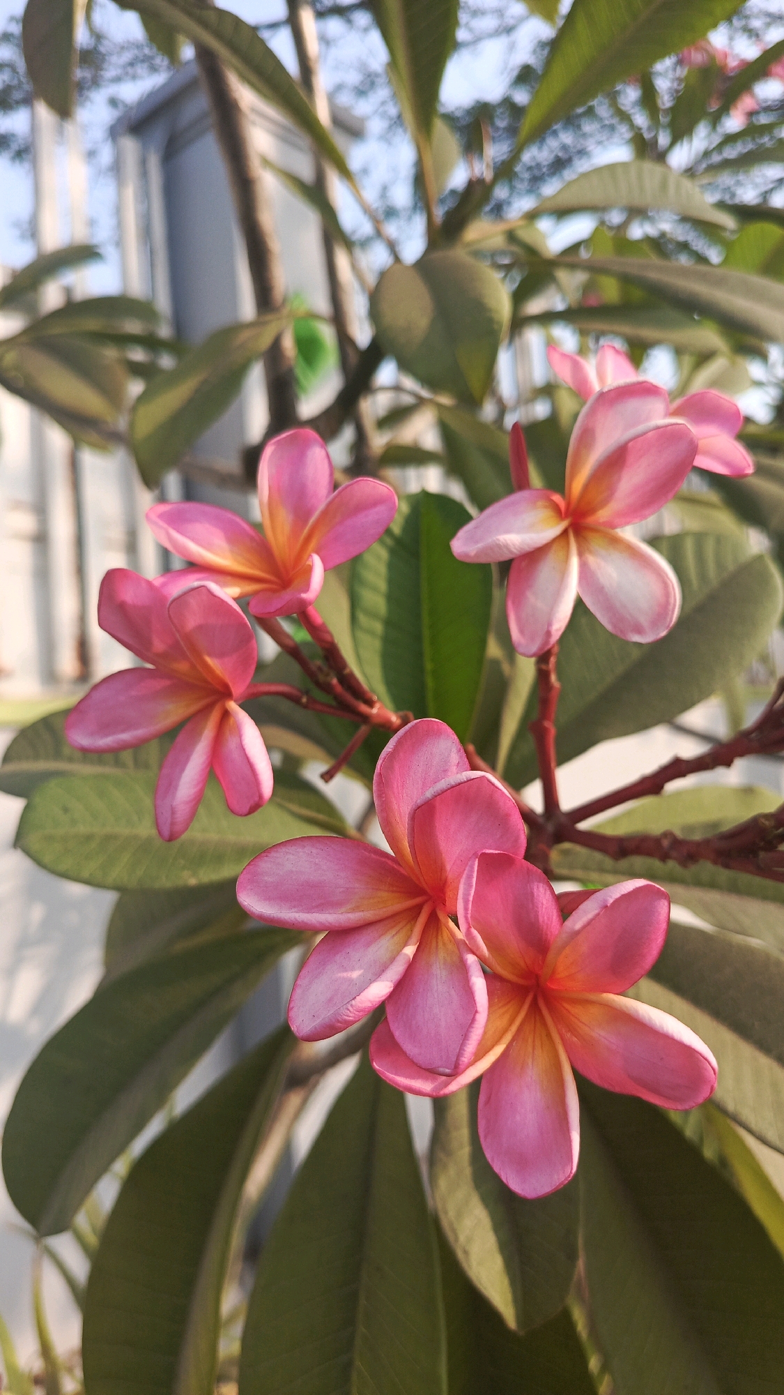 The image shows a close-up of several pink and yellow frangipani flowers with green leaves in the background. The flowers are in bloom and appear to be healthy. The background is slightly blurred, suggesting a shallow depth of field. There is a vertical structure to the left of the flowers, which could be a wall or a fence. The lighting suggests it is daytime, possibly late afternoon due to the warm tones and shadows. The image does not provide any specific information about the city of Cekok, Indonesia, as there are no identifiable landmarks or contextual clues in the scene.